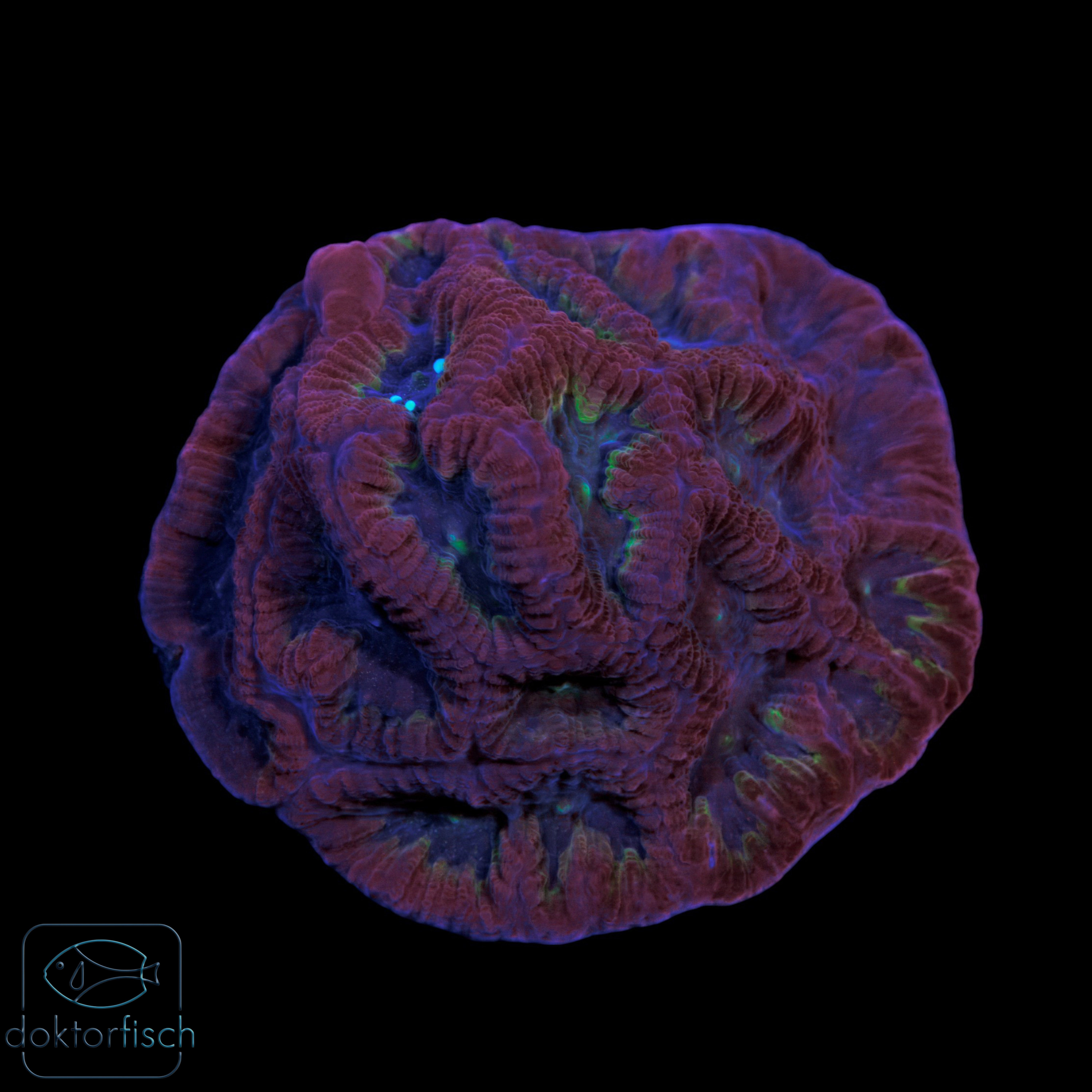 Favites Purple Red