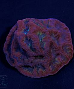 Alternative view of WYSIWYG Favites Purple Red