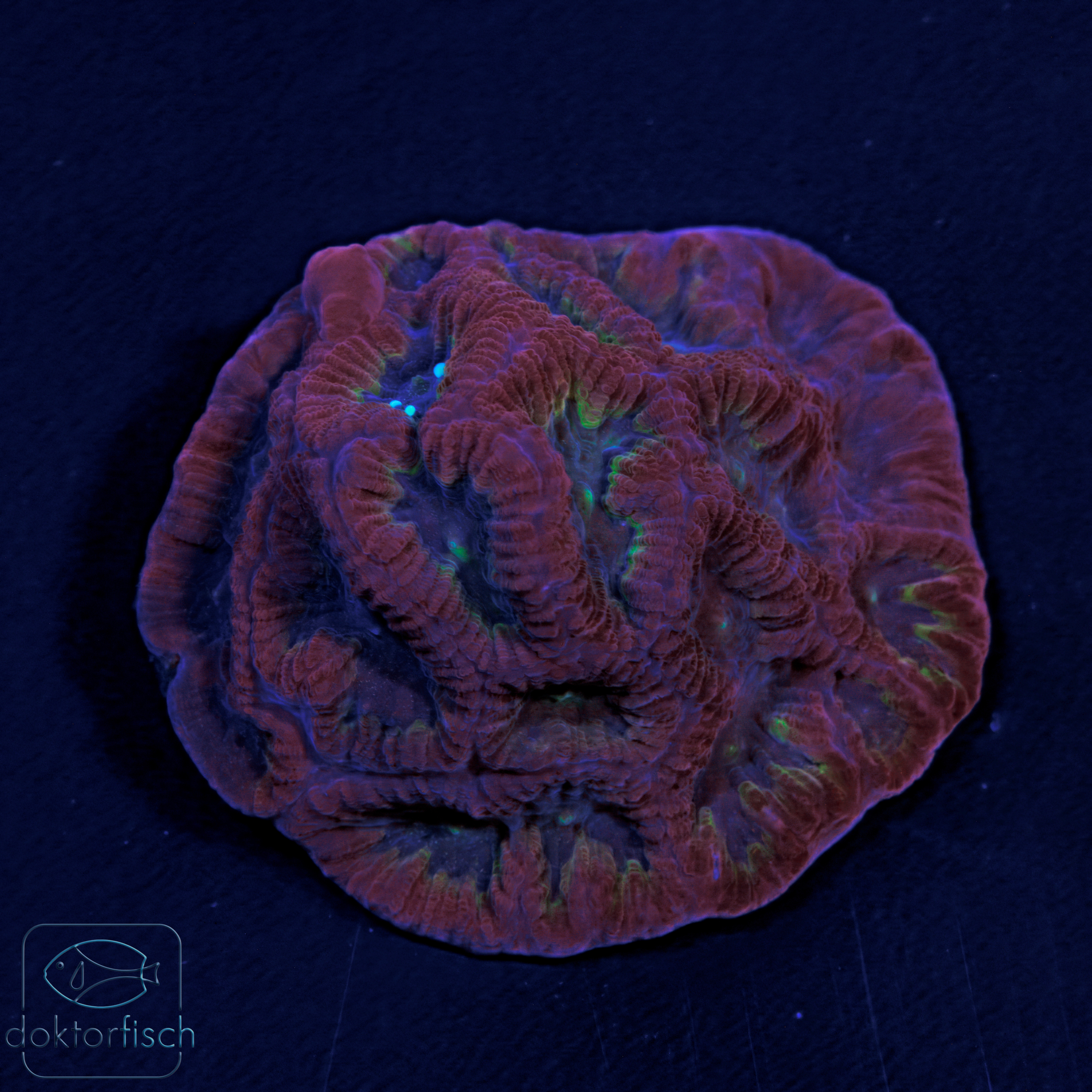 WYSIWYG Favites Purple Red – Bild 2
