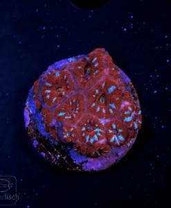 Alternative view of WYSIWYG Micromussa amakusensis ultra Red & Blue