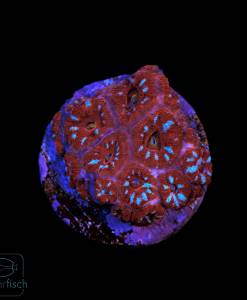 Micromussa amakusensis ultra Red & Blue