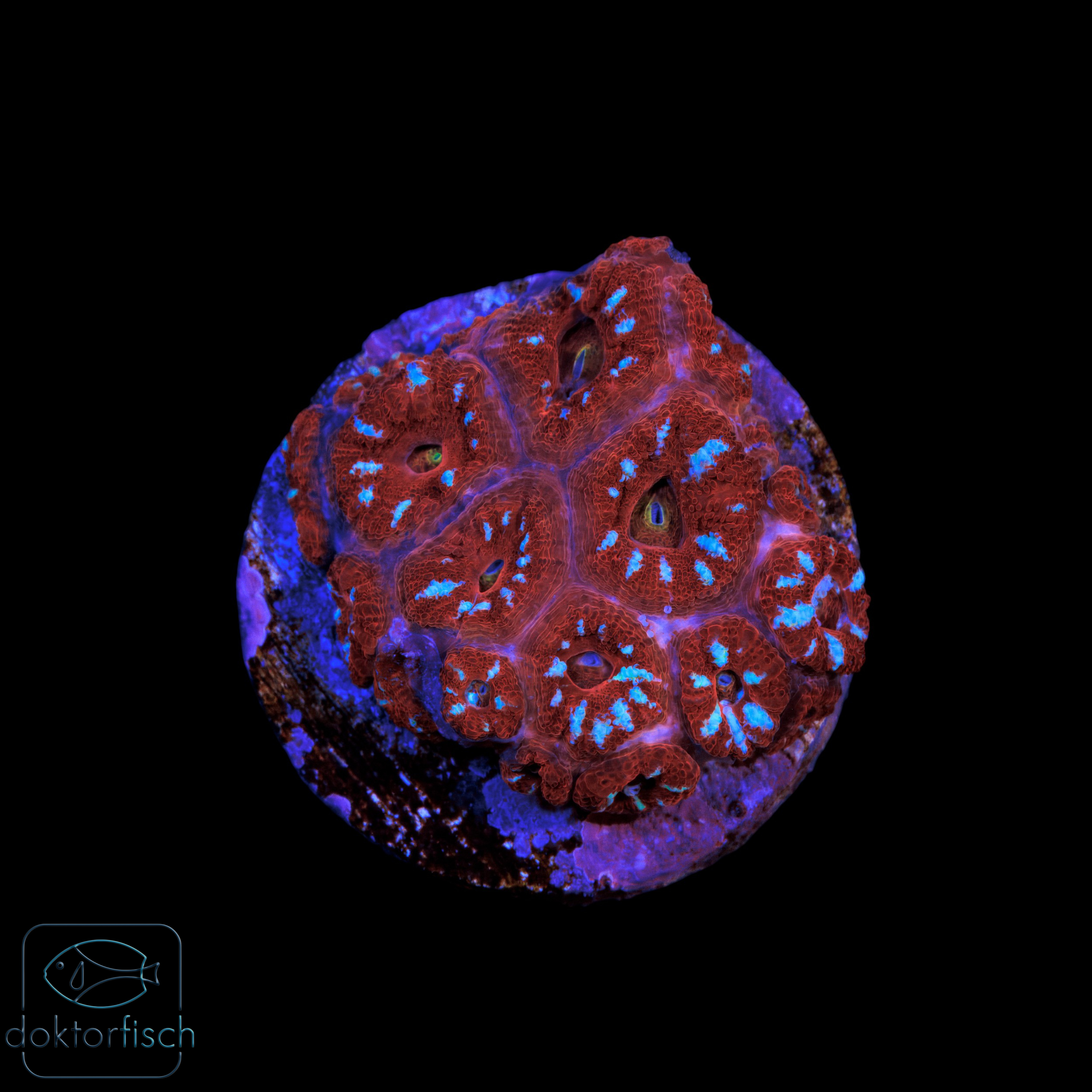 Micromussa amakusensis ultra Red & Blue
