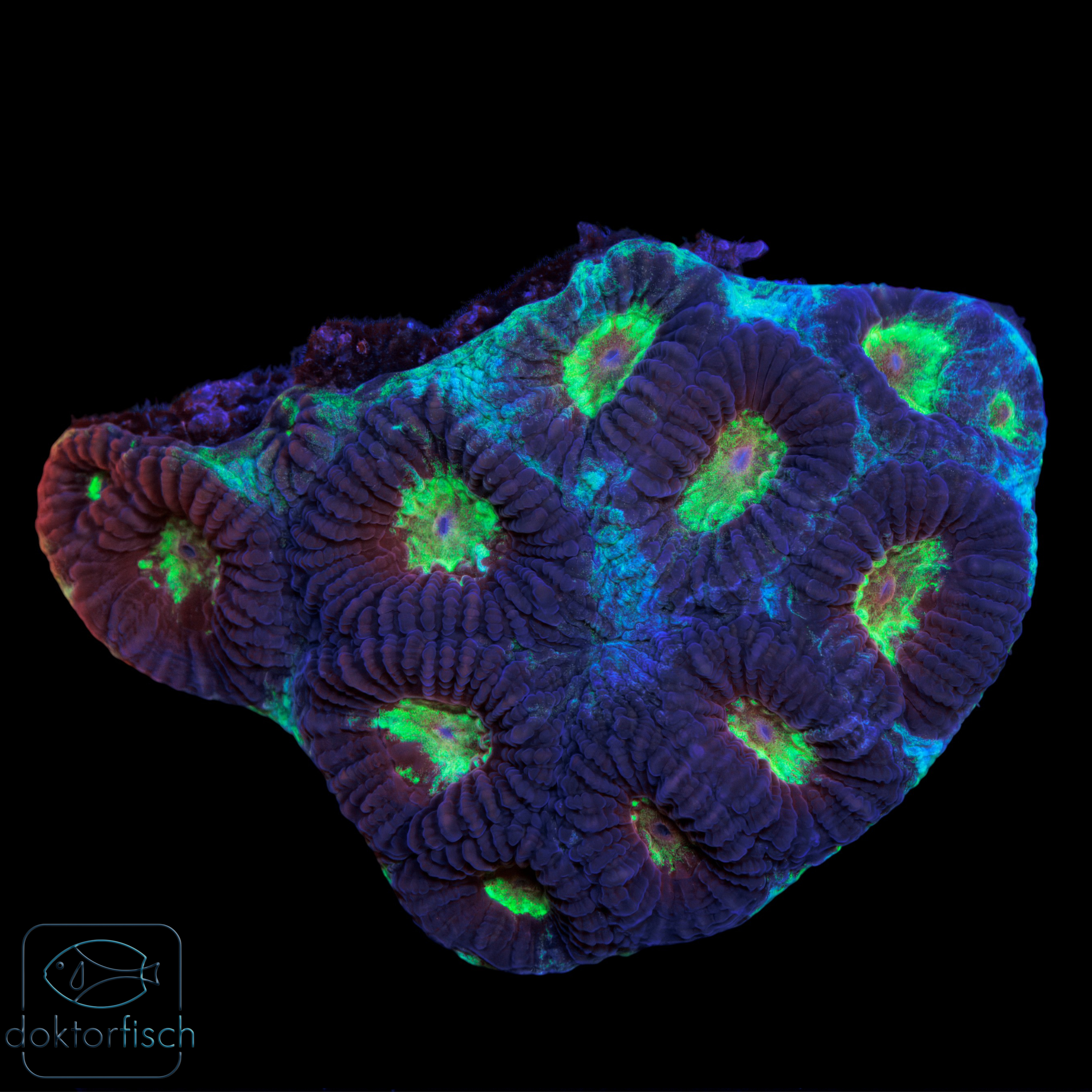 Favia Multicolor