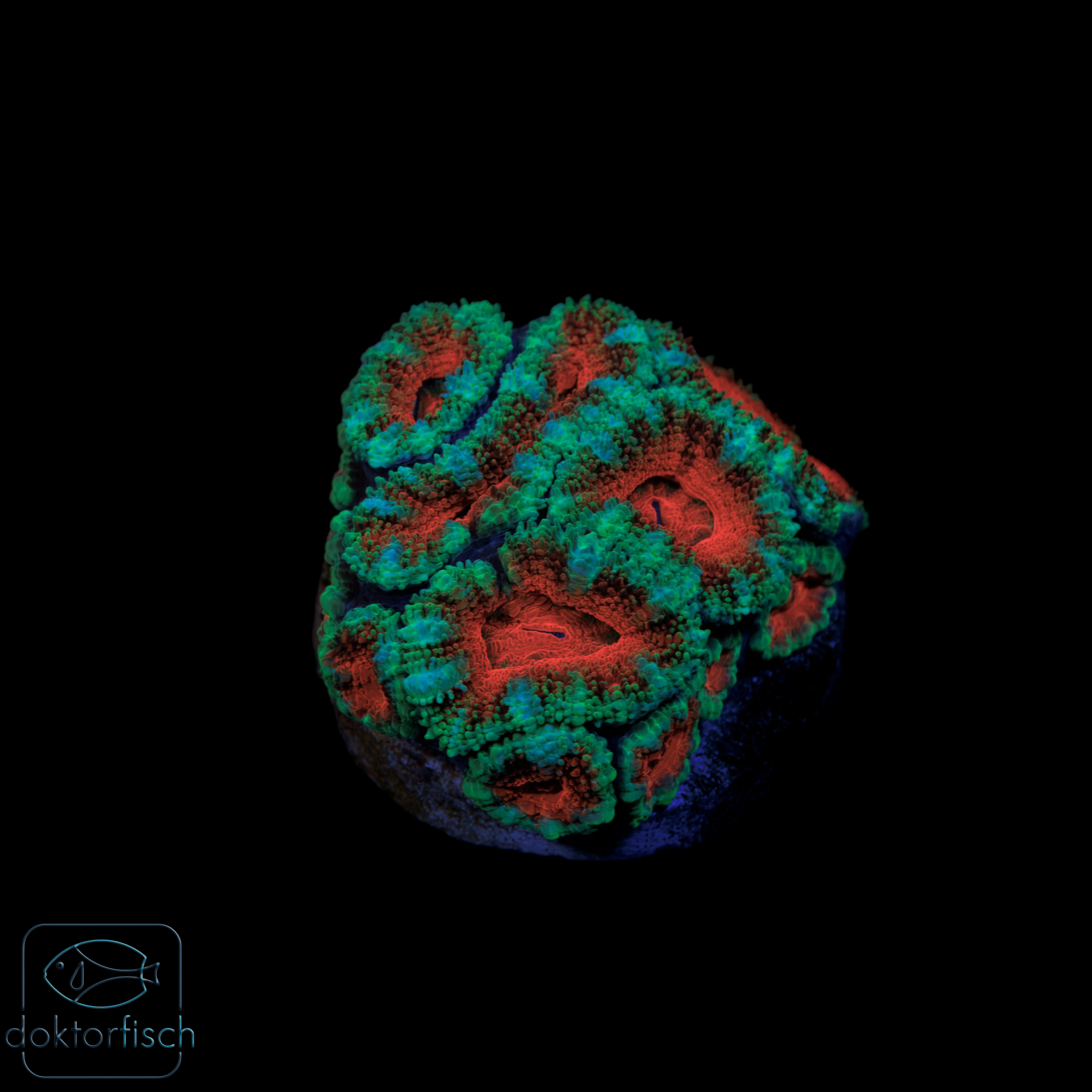 Acanthastrea Lordhowensis Rainbow