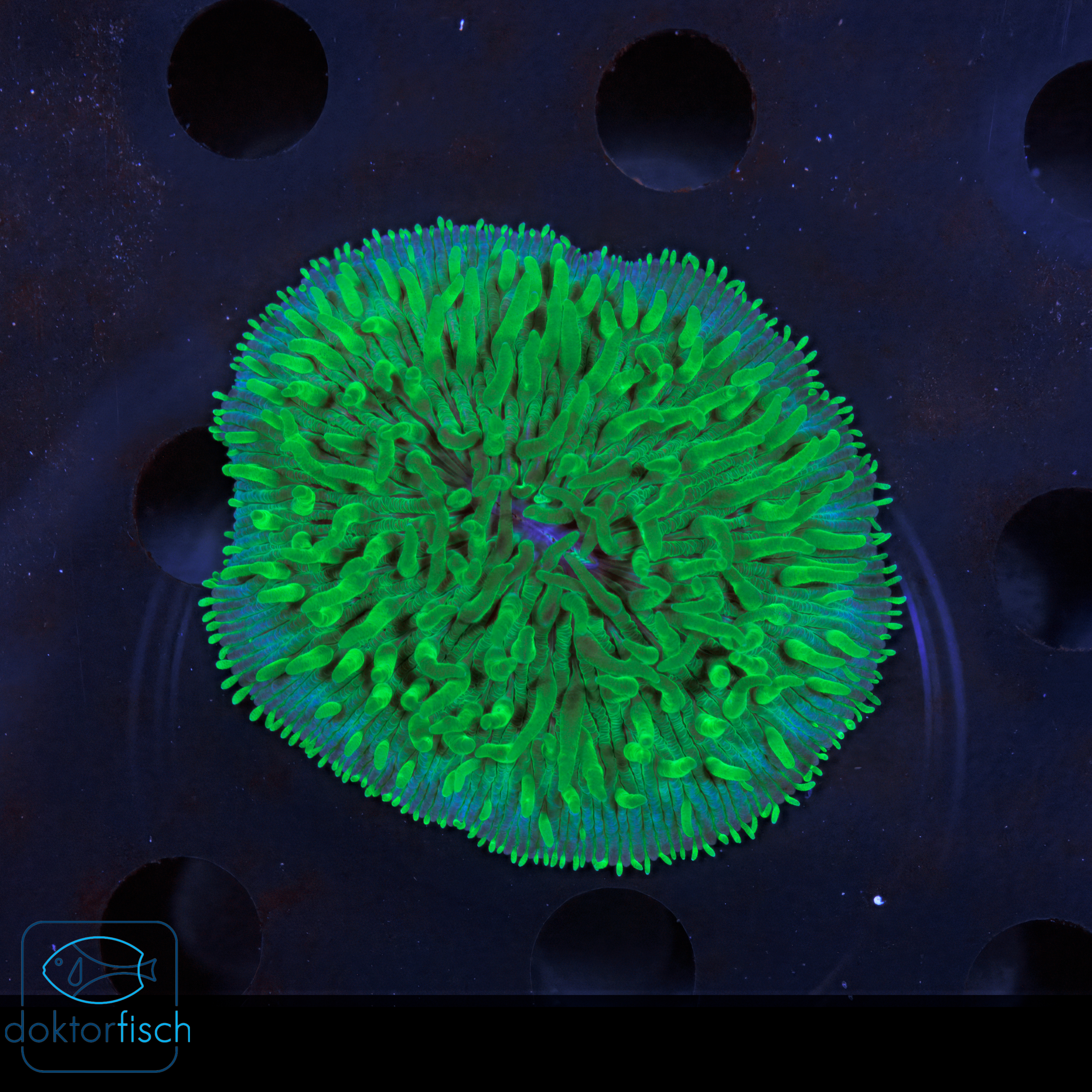 WYSIWYG Fungia Green – Bild 2