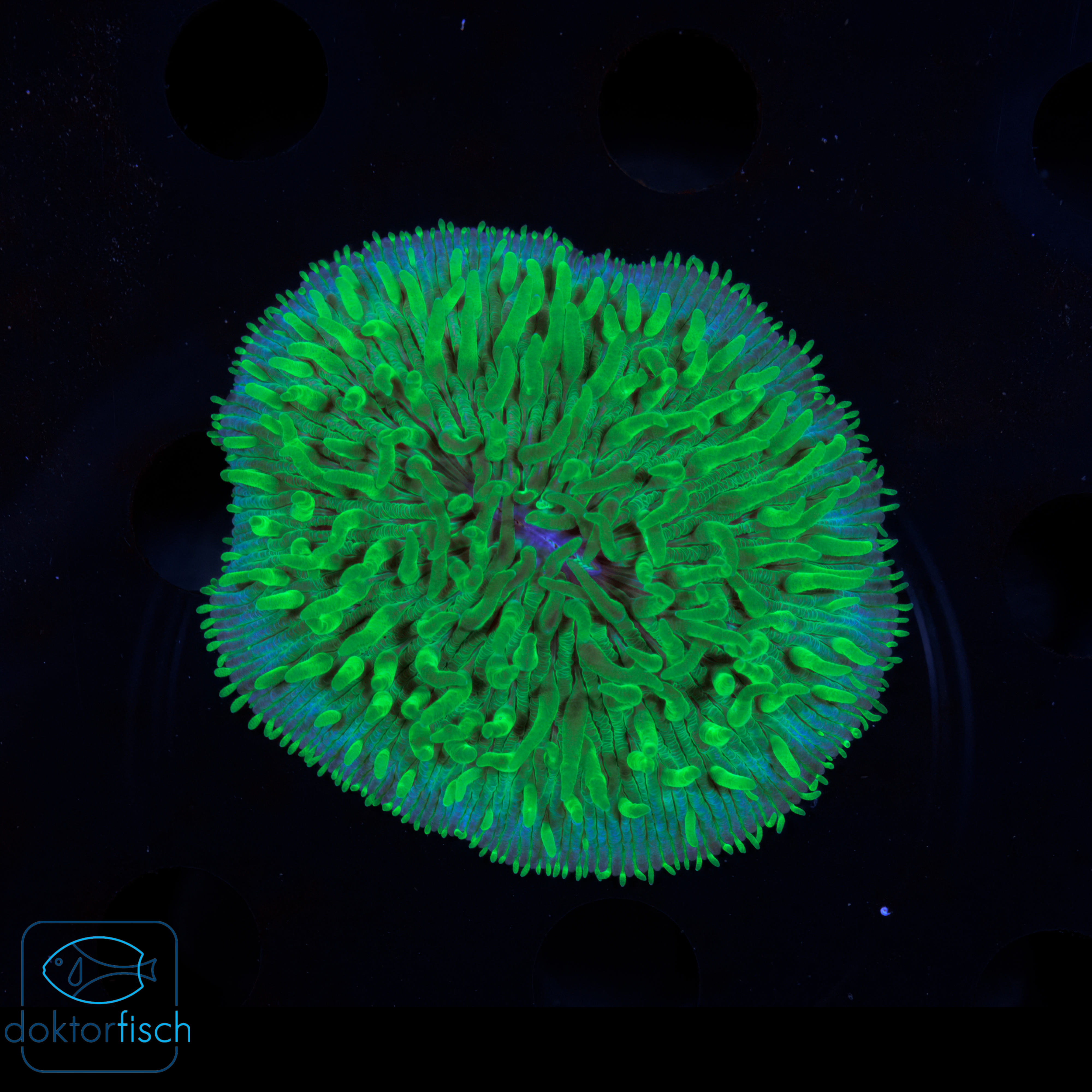 Fungia Green