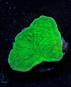 Montipora foliosa green