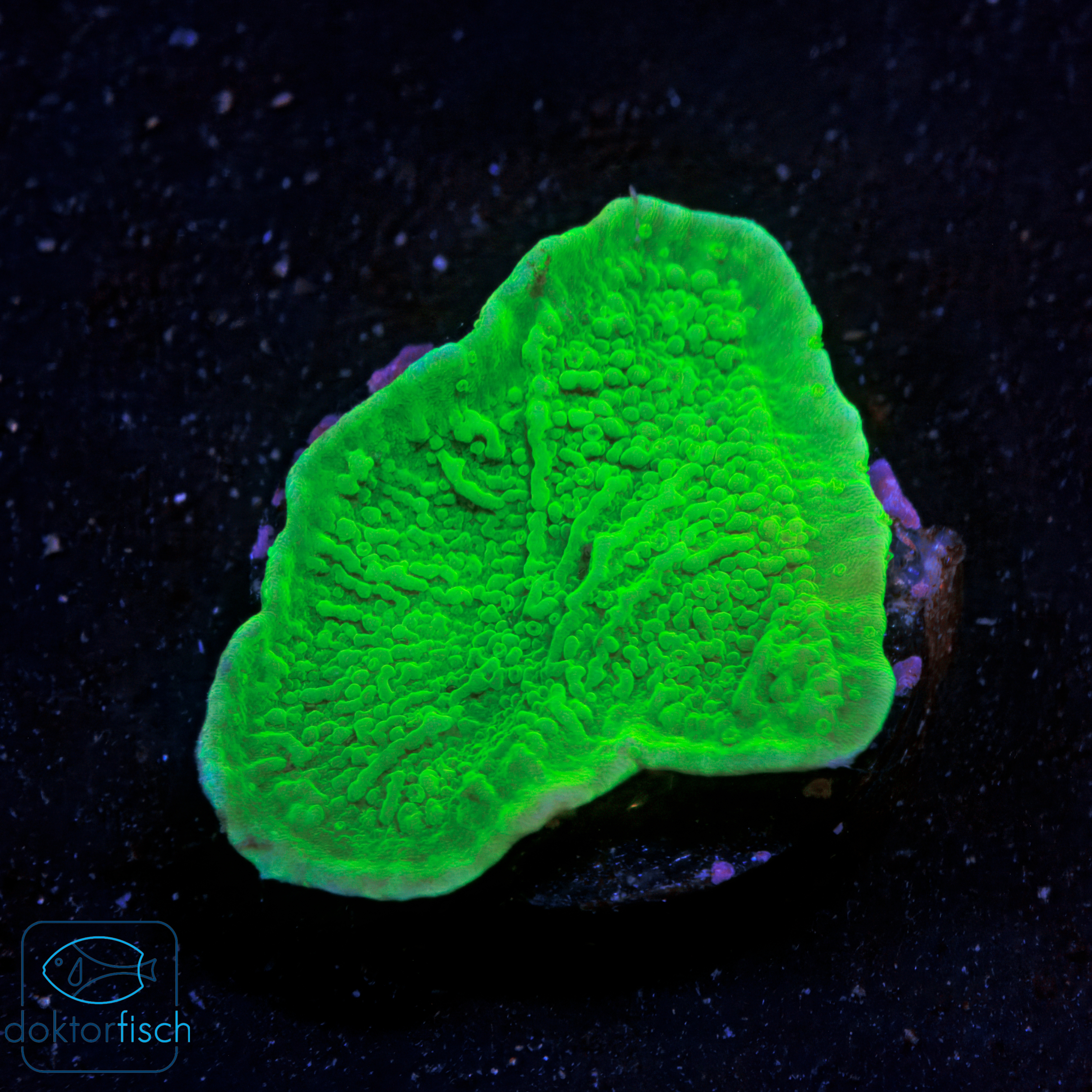 Montipora foliosa green