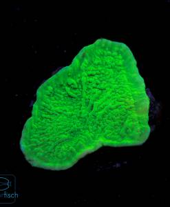 Alternative view of WYSIWYG Montipora foliosa green