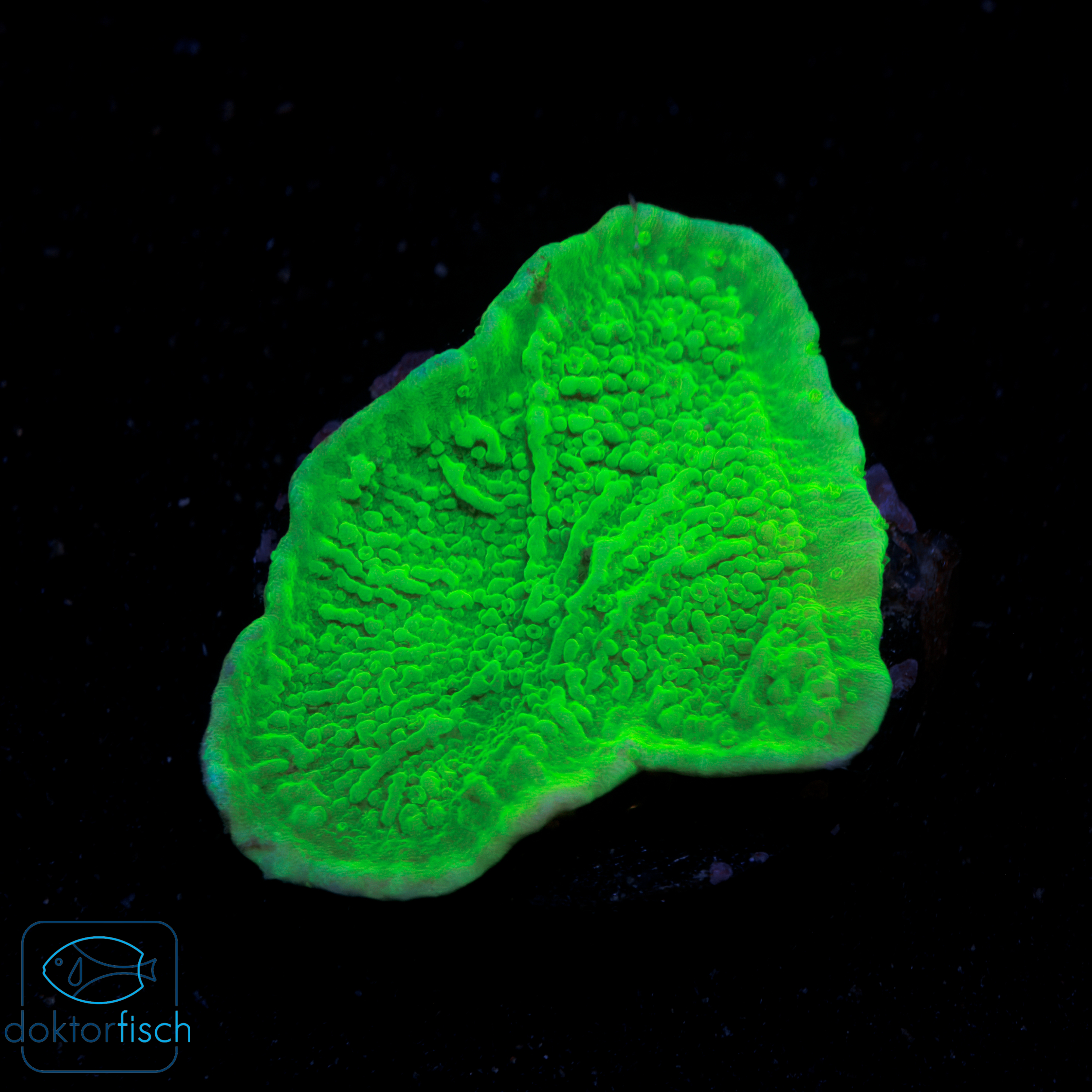 WYSIWYG Montipora foliosa green – Bild 2