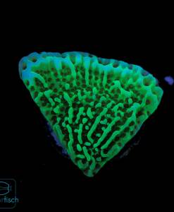 Montipora undata
