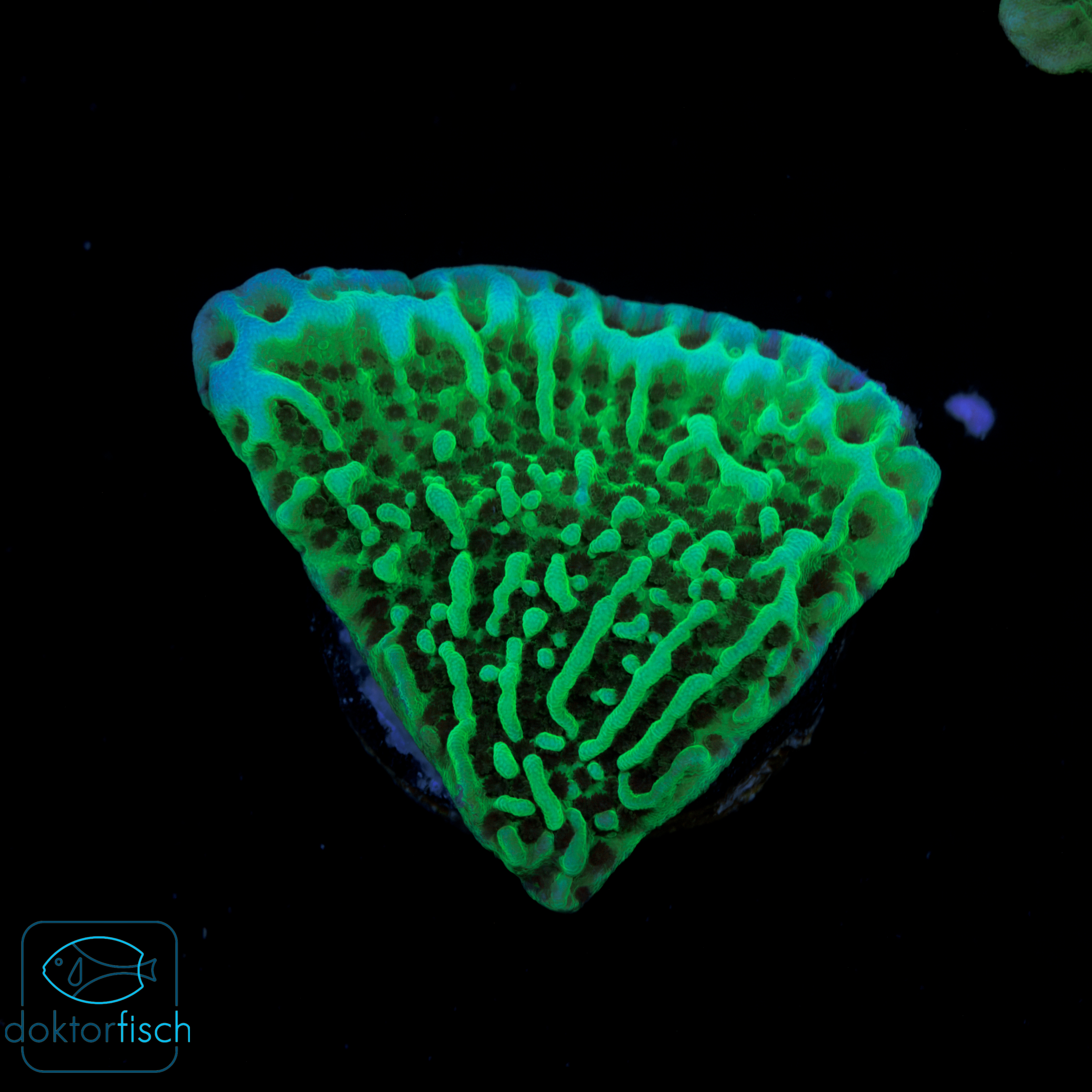 Montipora undata