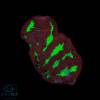 Platygyra Goblin Fire