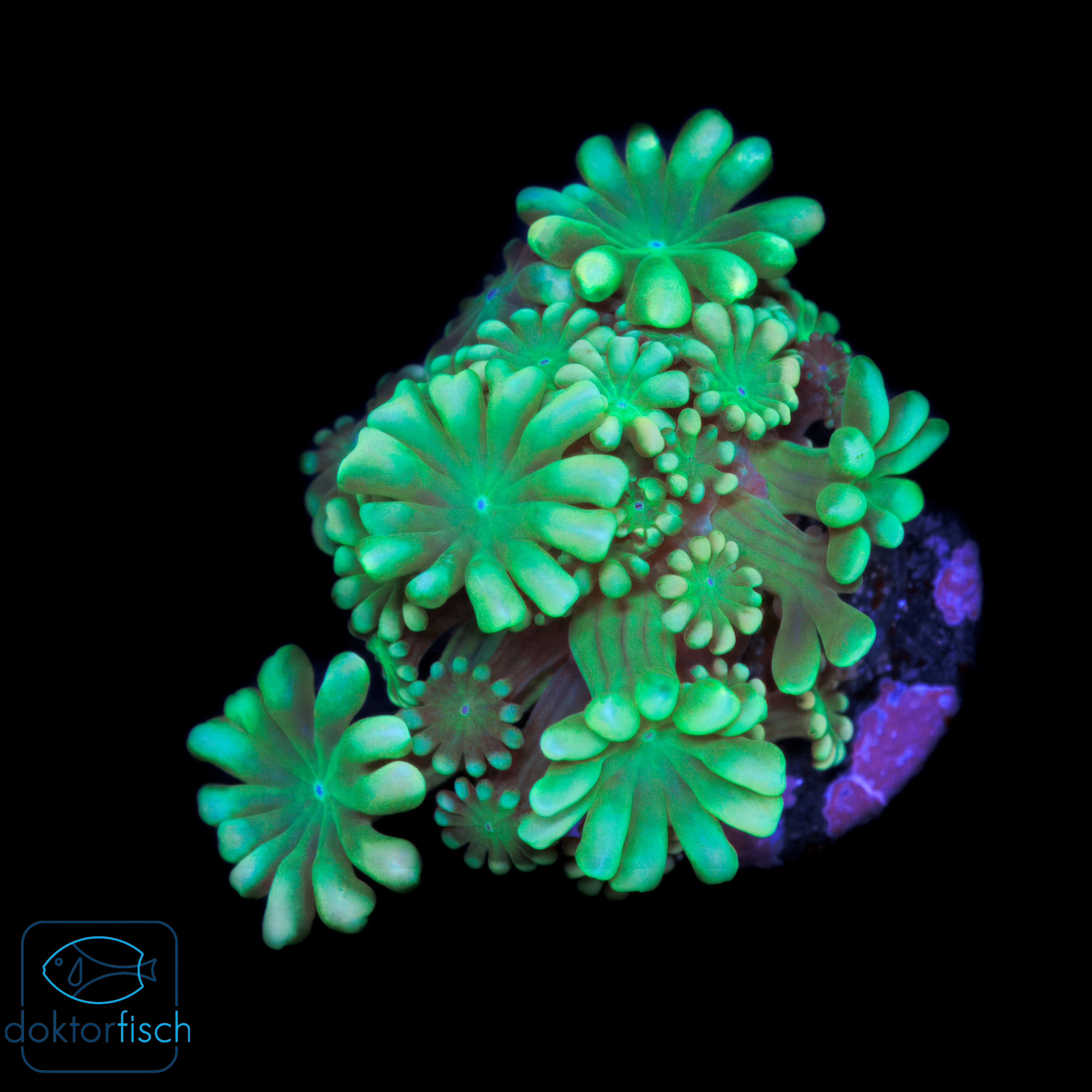 Alveopora Metallic Green
