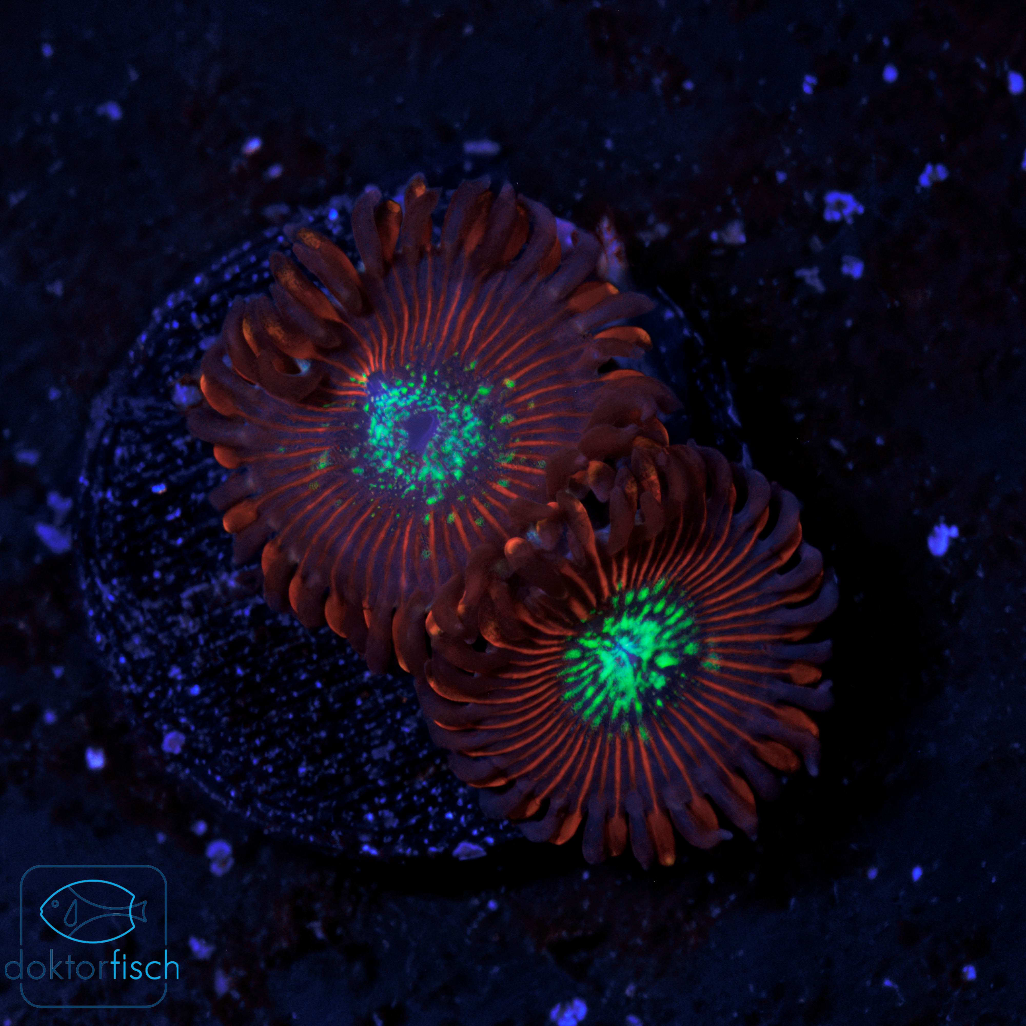 WYSIWYG Zoanthus Red Magician – Bild 2