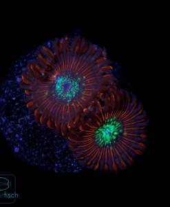 Zoanthus Red Magician