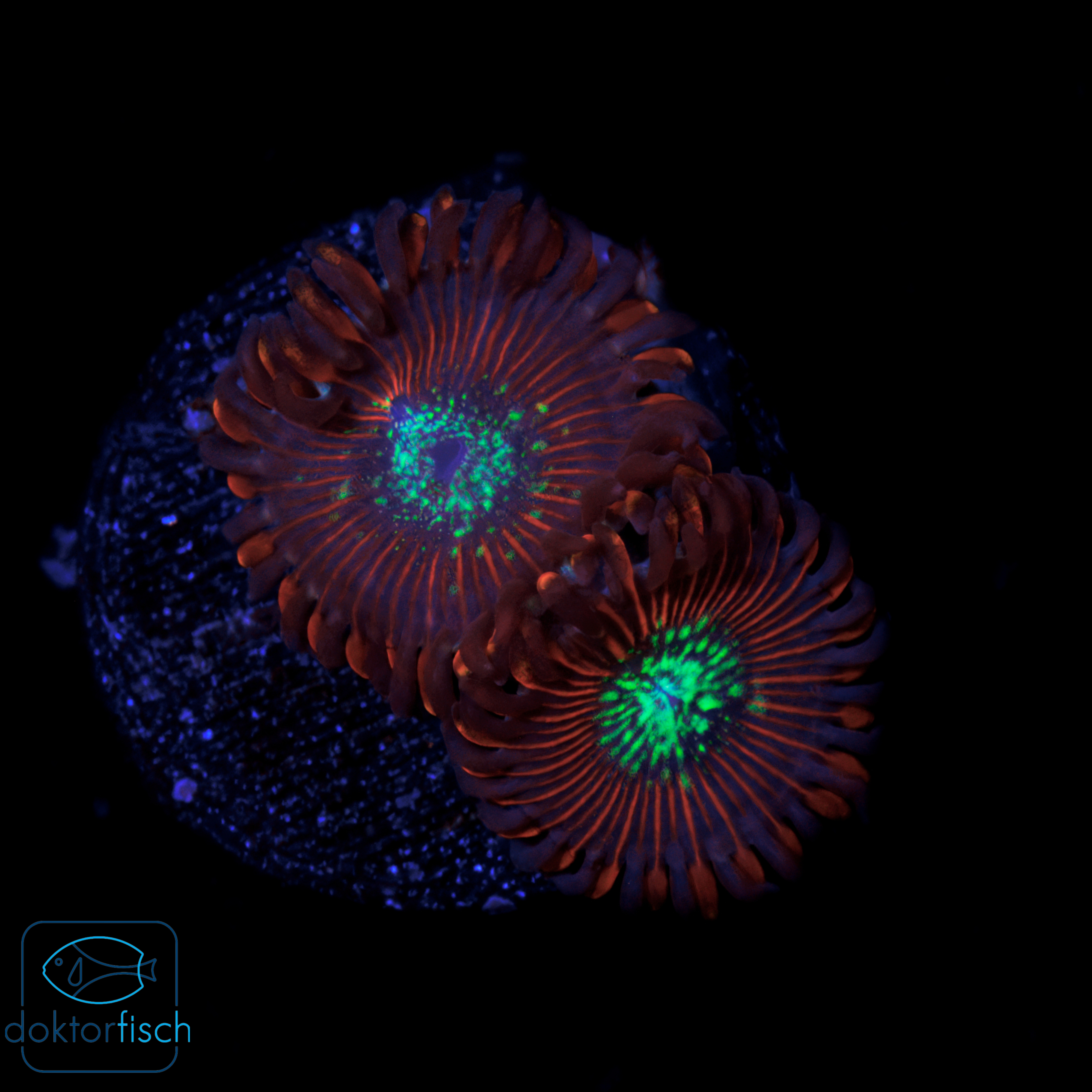 Zoanthus Red Magician