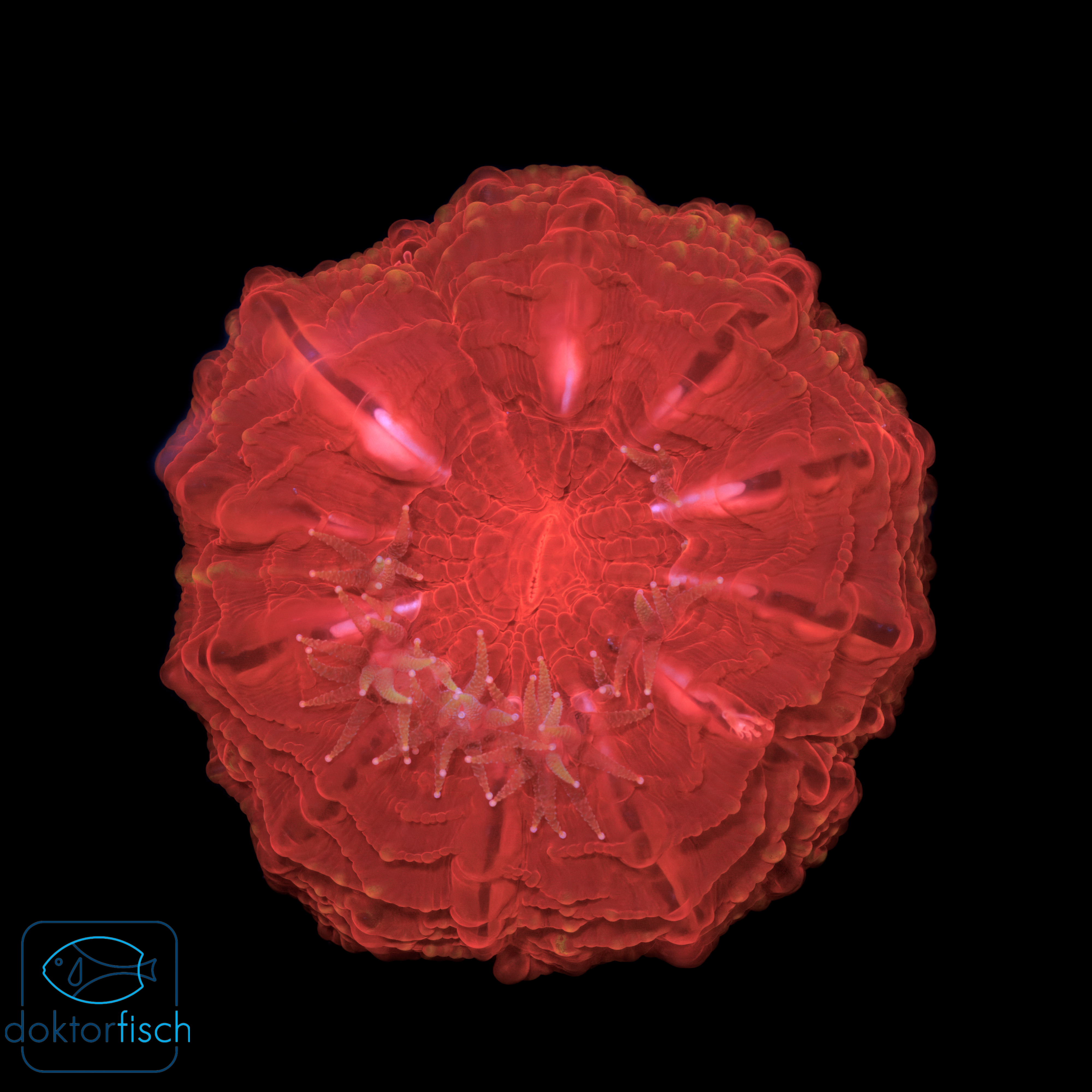 Cynarina lacrymalis