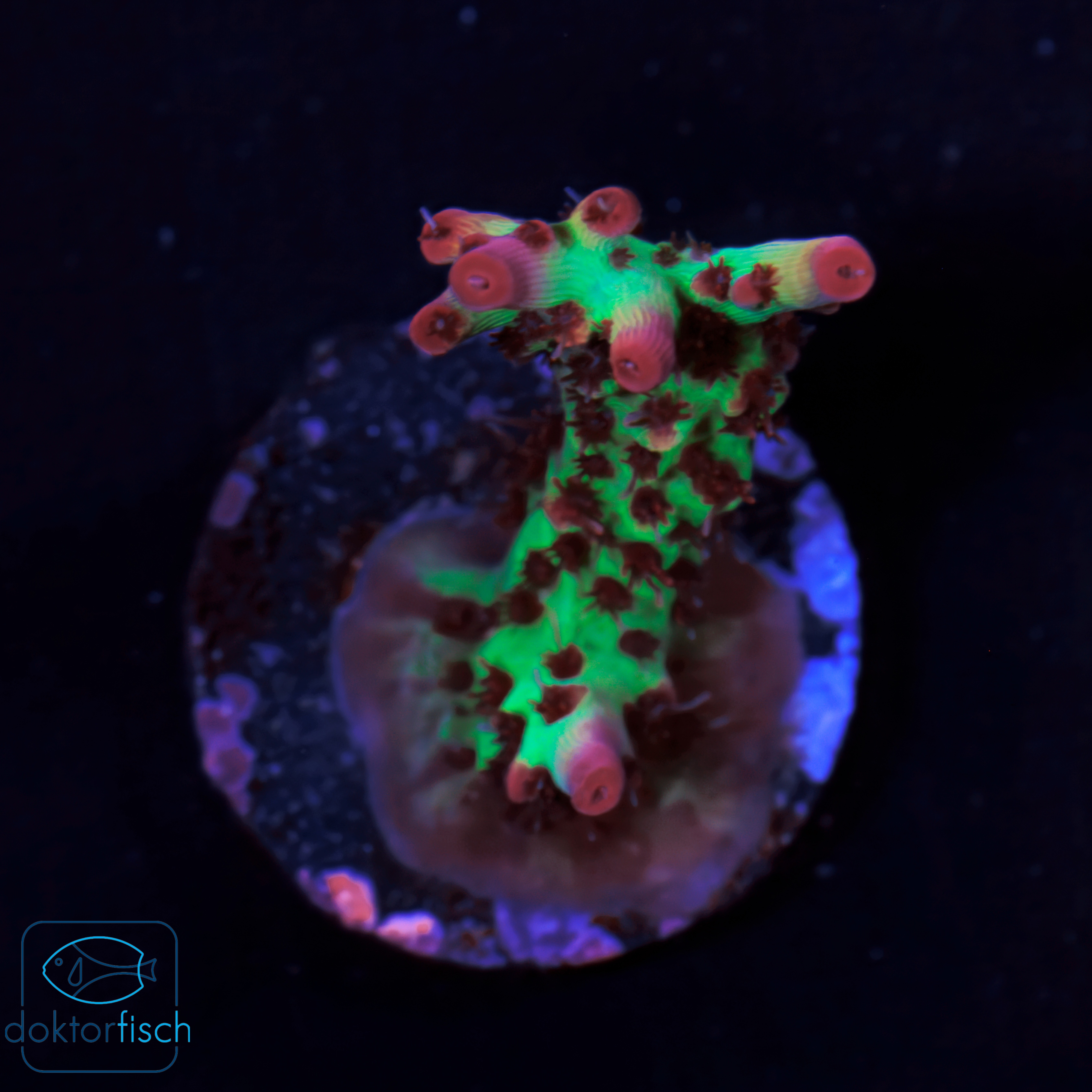 WYSIWYG Acropora microclados Strawberry Shortcake – Bild 2