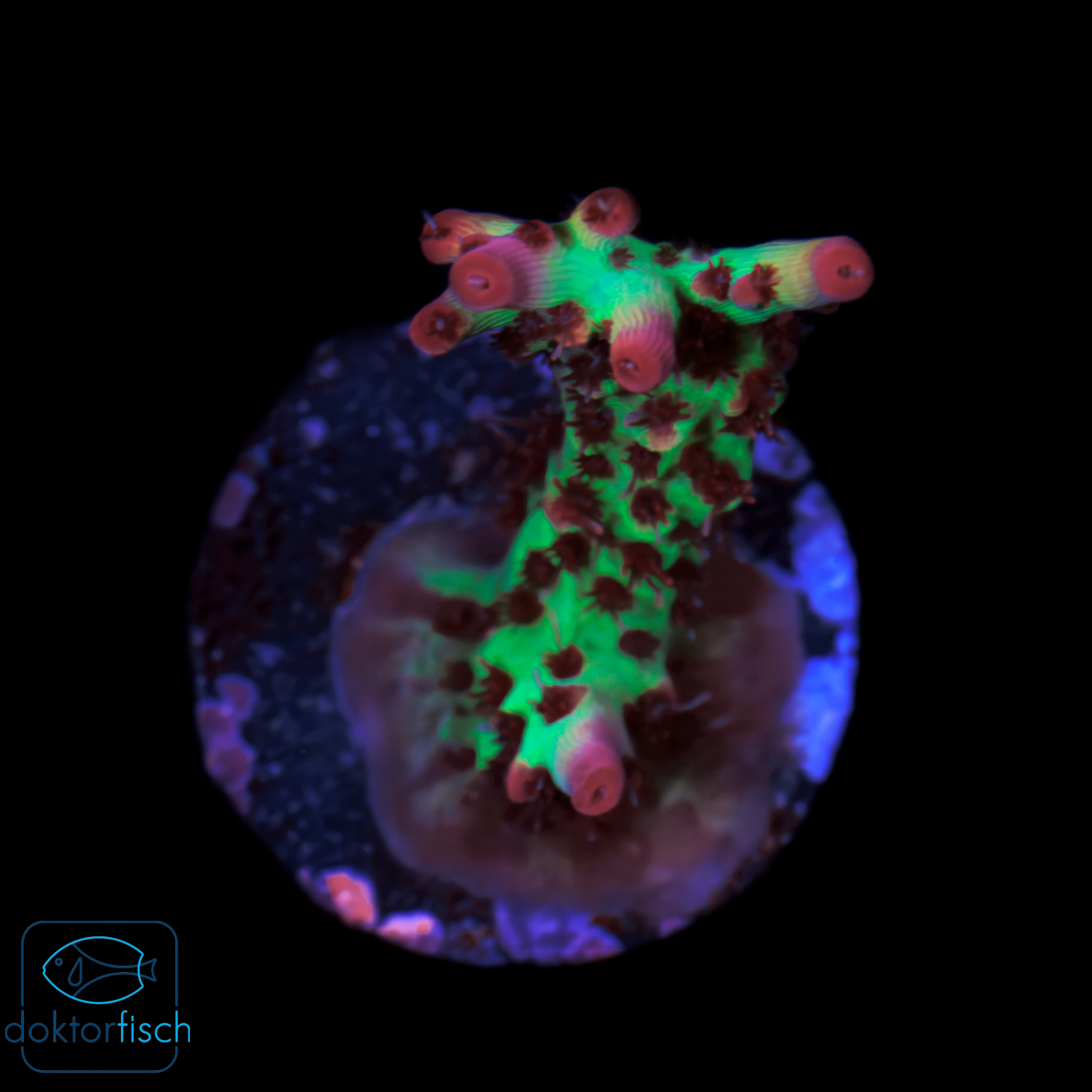 Acropora microclados Strawberry Shortcake