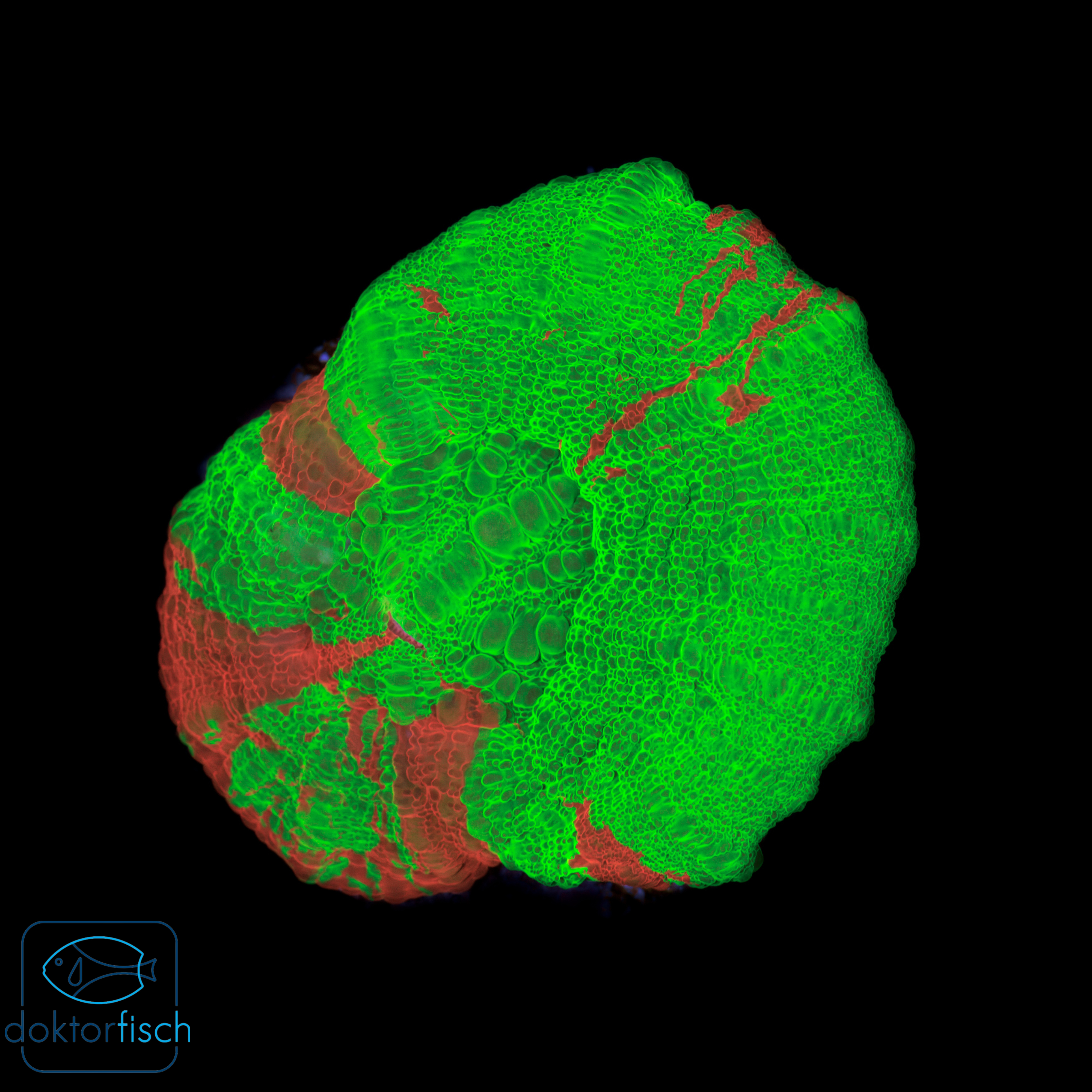Scolymia Bleeding Apple