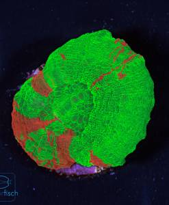 Alternative view of WYSIWYG Scolymia Bleeding Apple