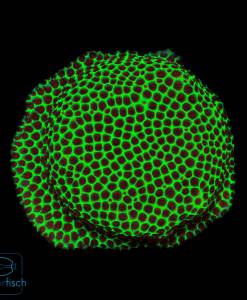 Porites grinch