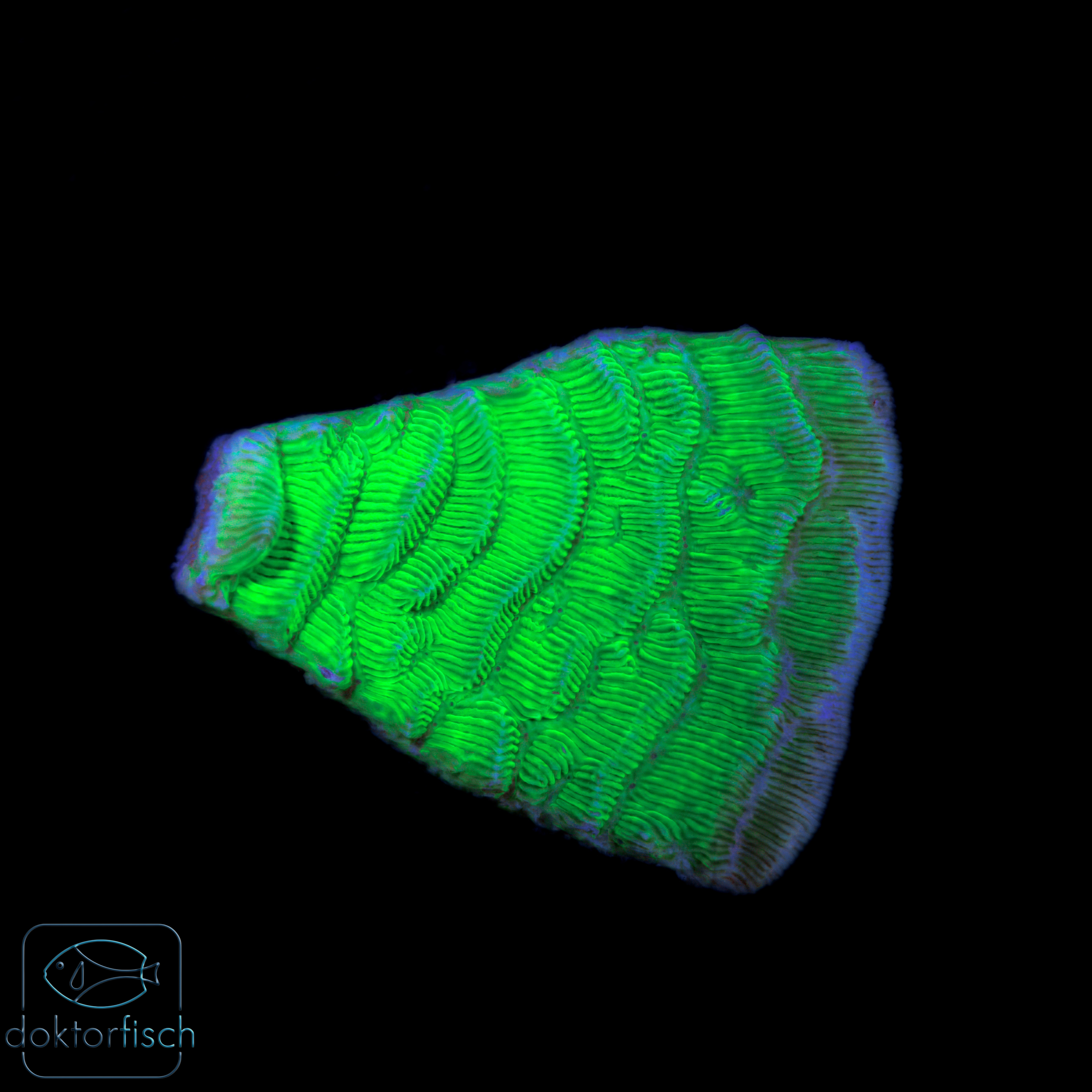 Pachyseris Neon Grün