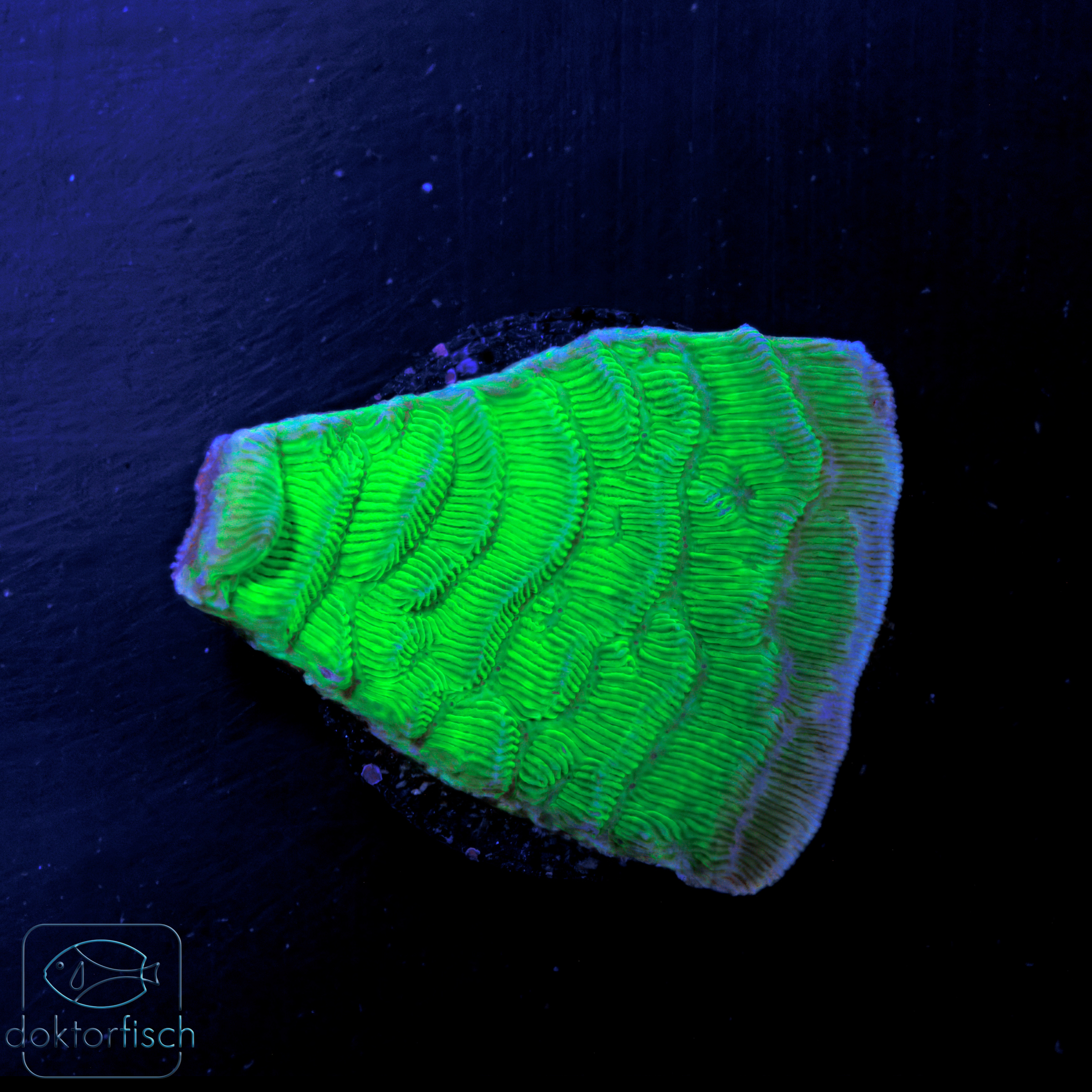 WYSIWYG Pachyseris Neon Grün – Bild 2