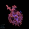 Cyphastrea decadia