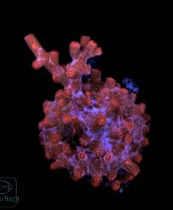 Cyphastrea decadia