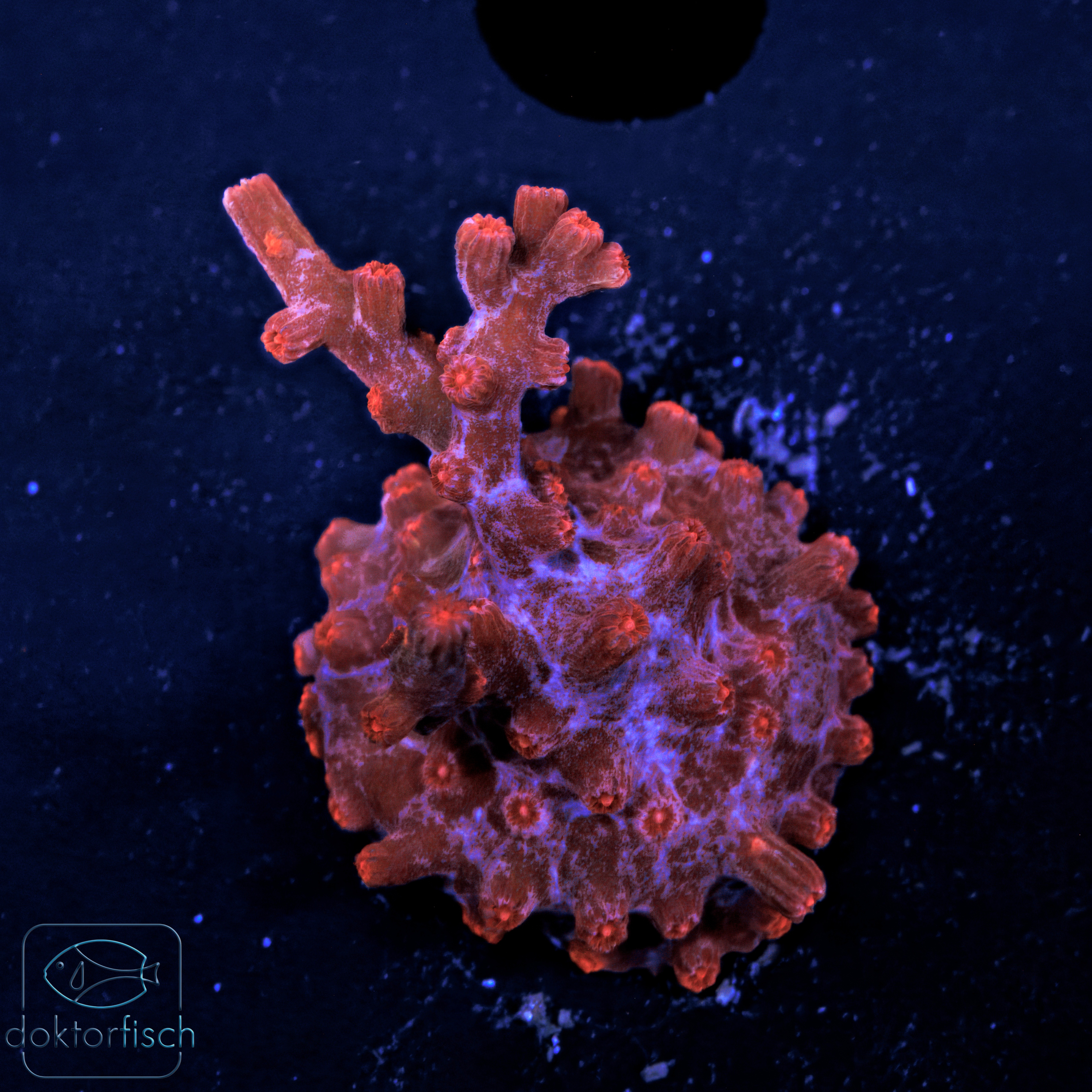 WYSIWYG Cyphastrea decadia rot – Bild 2