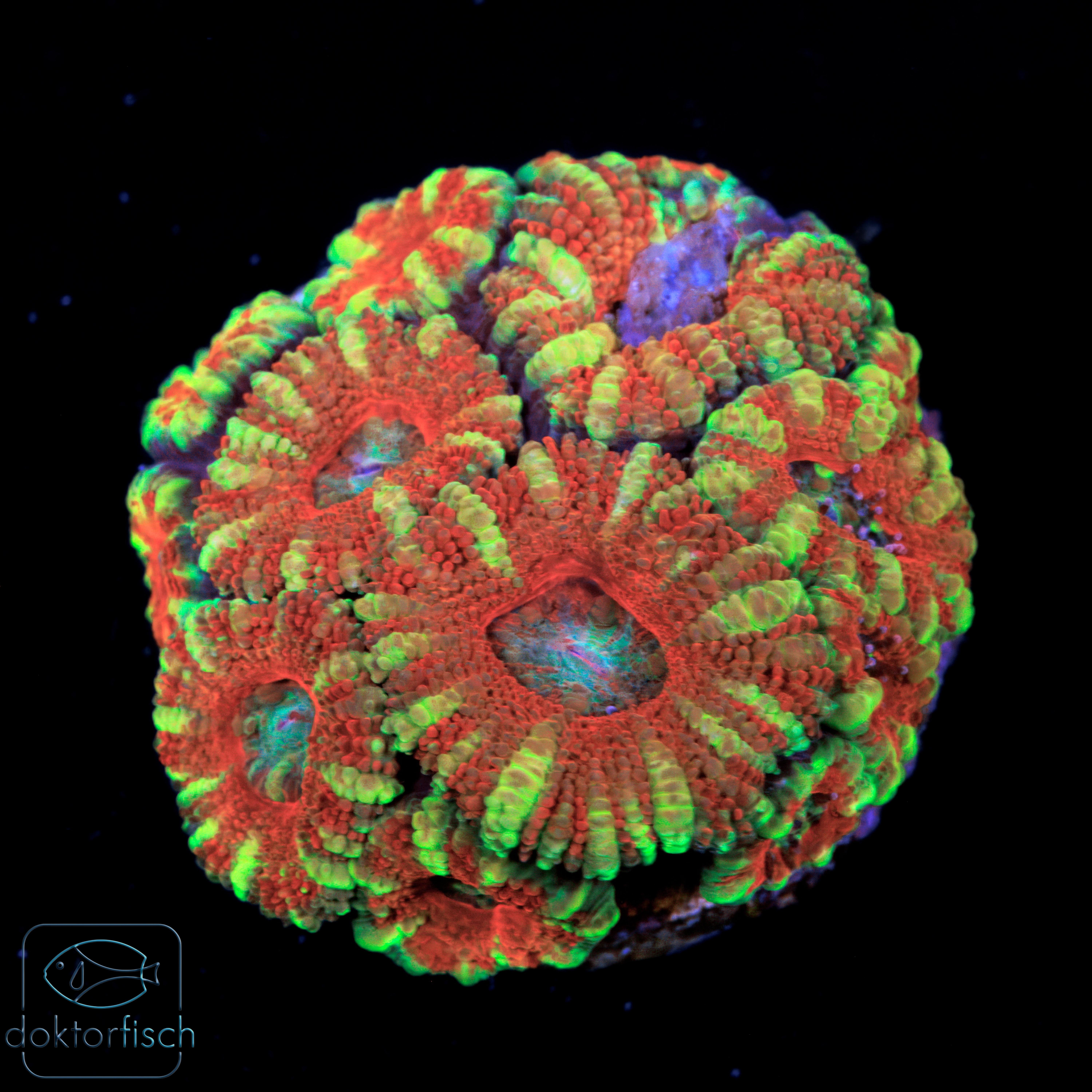 Acanthastrea Lordhowensis