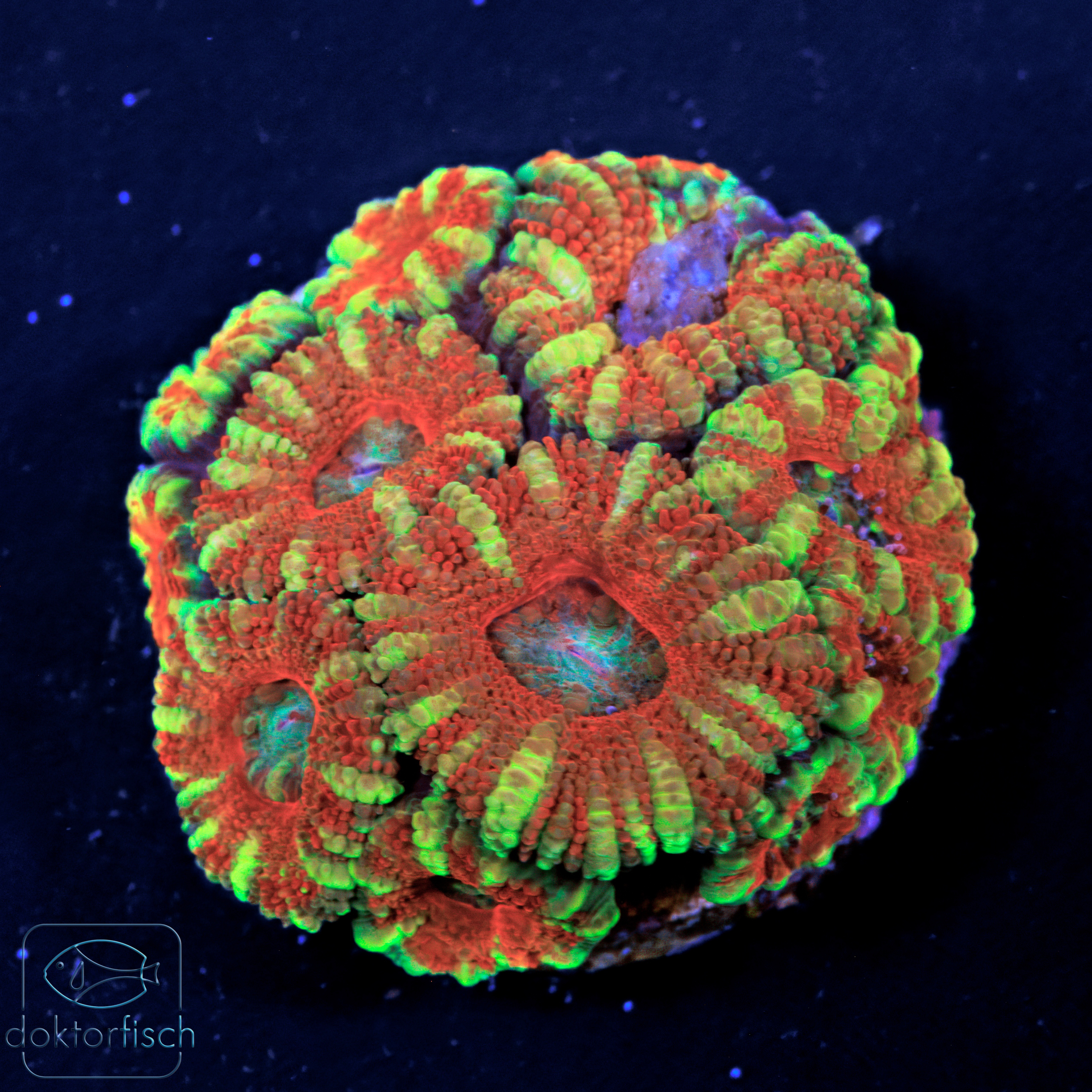 WYSIWYG Acanthastrea Lordhowensis – Bild 2
