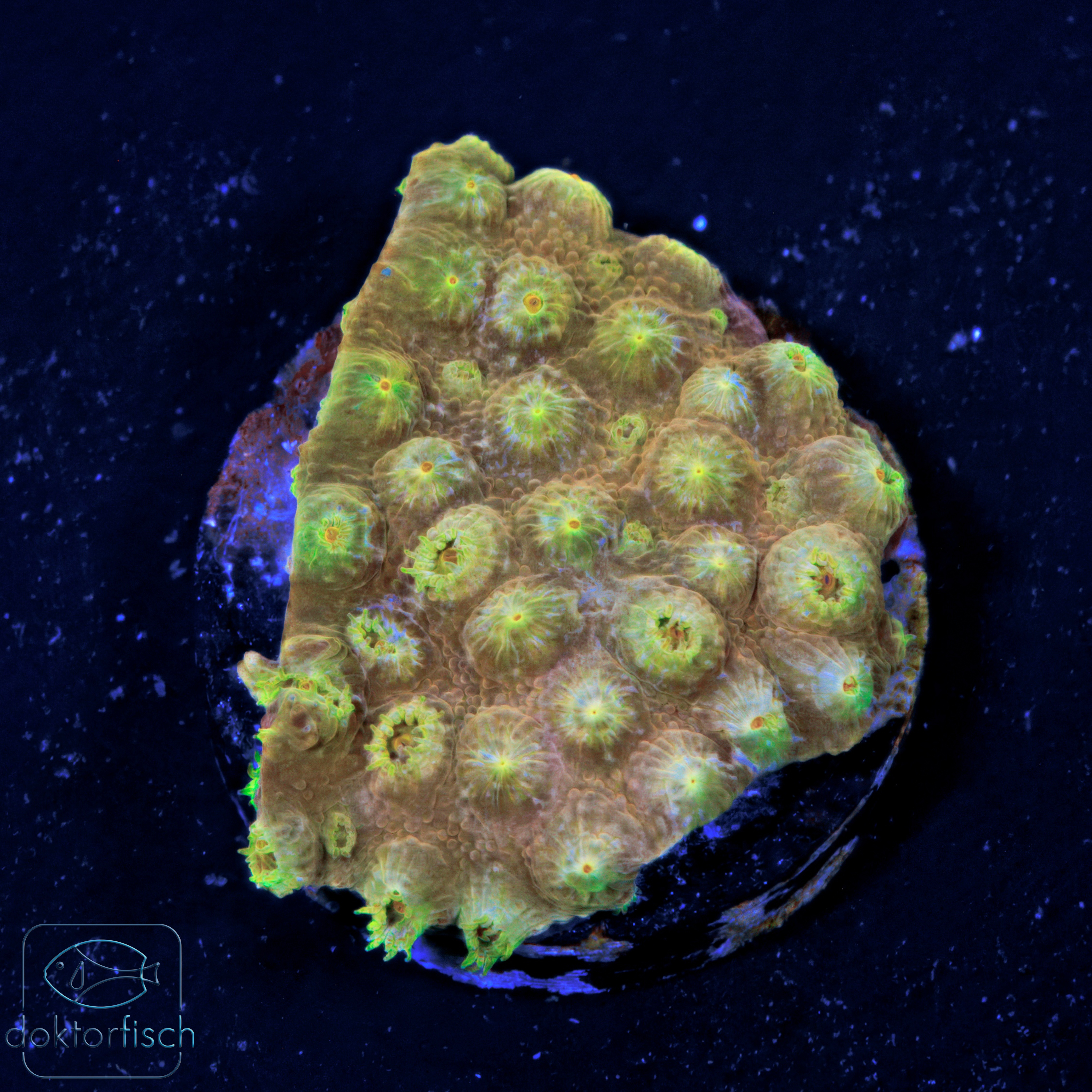 WYSIWYG Cyphastrea Gold – Bild 2