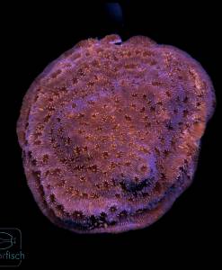 Pavona maldivensis