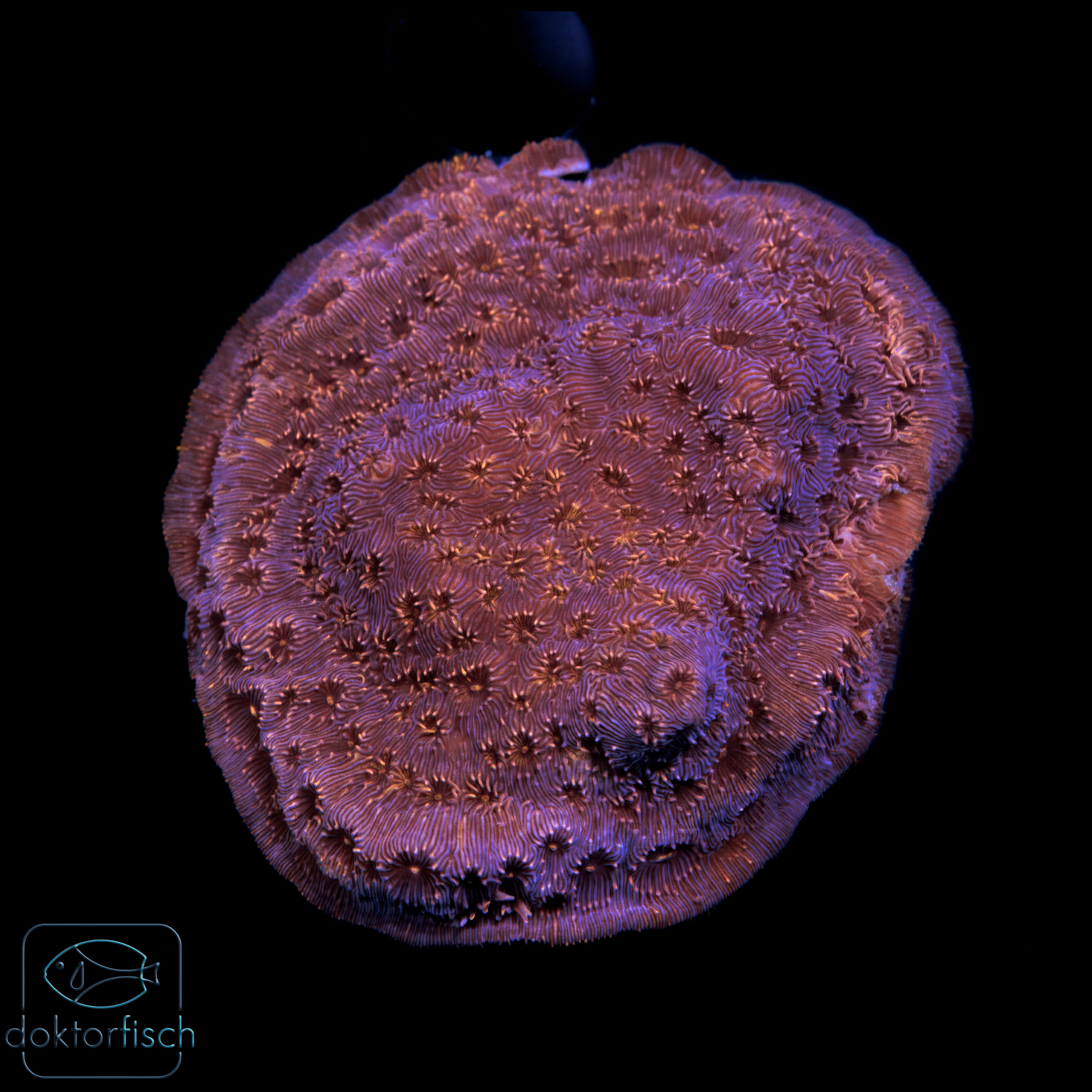 Pavona maldivensis