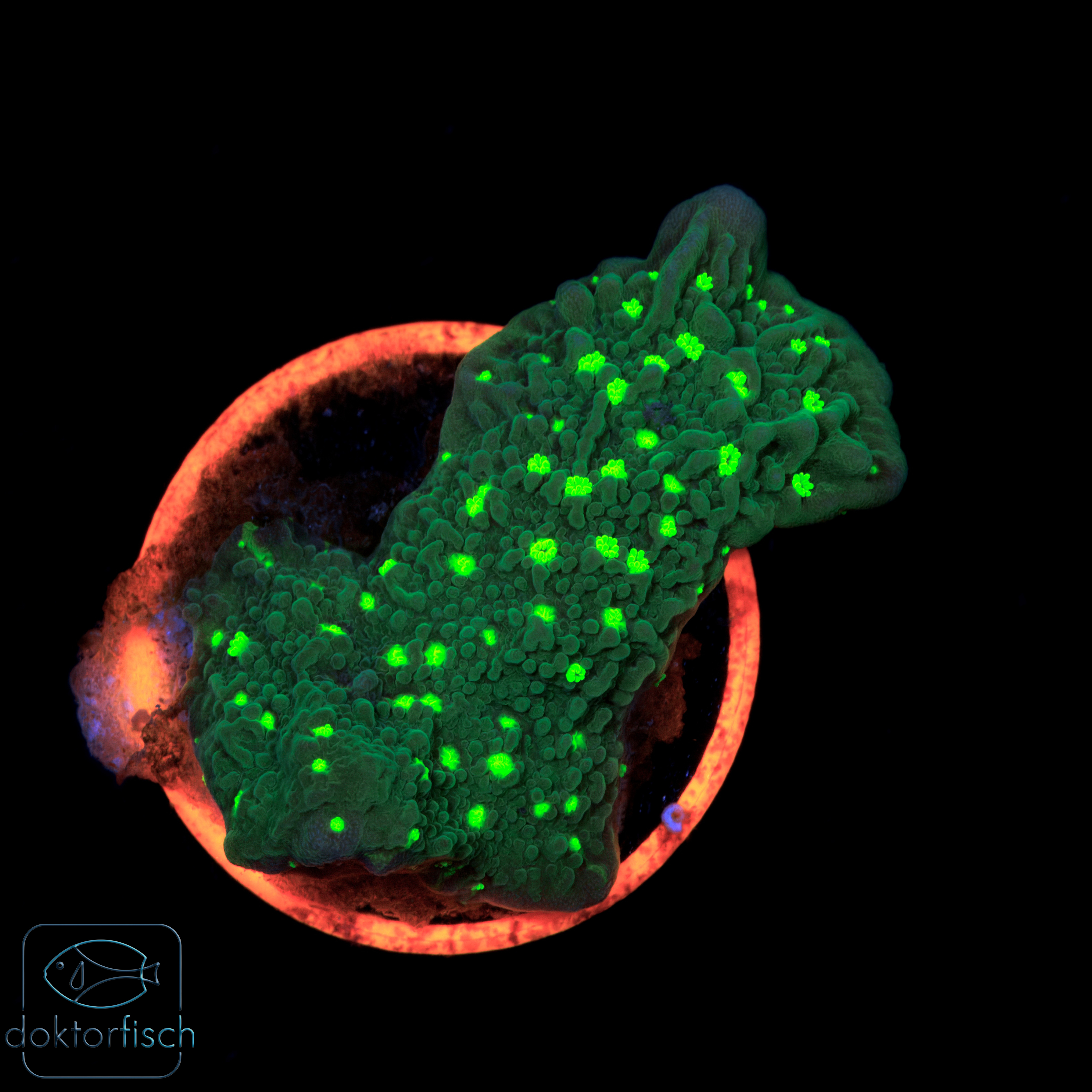Montipora hirsuta