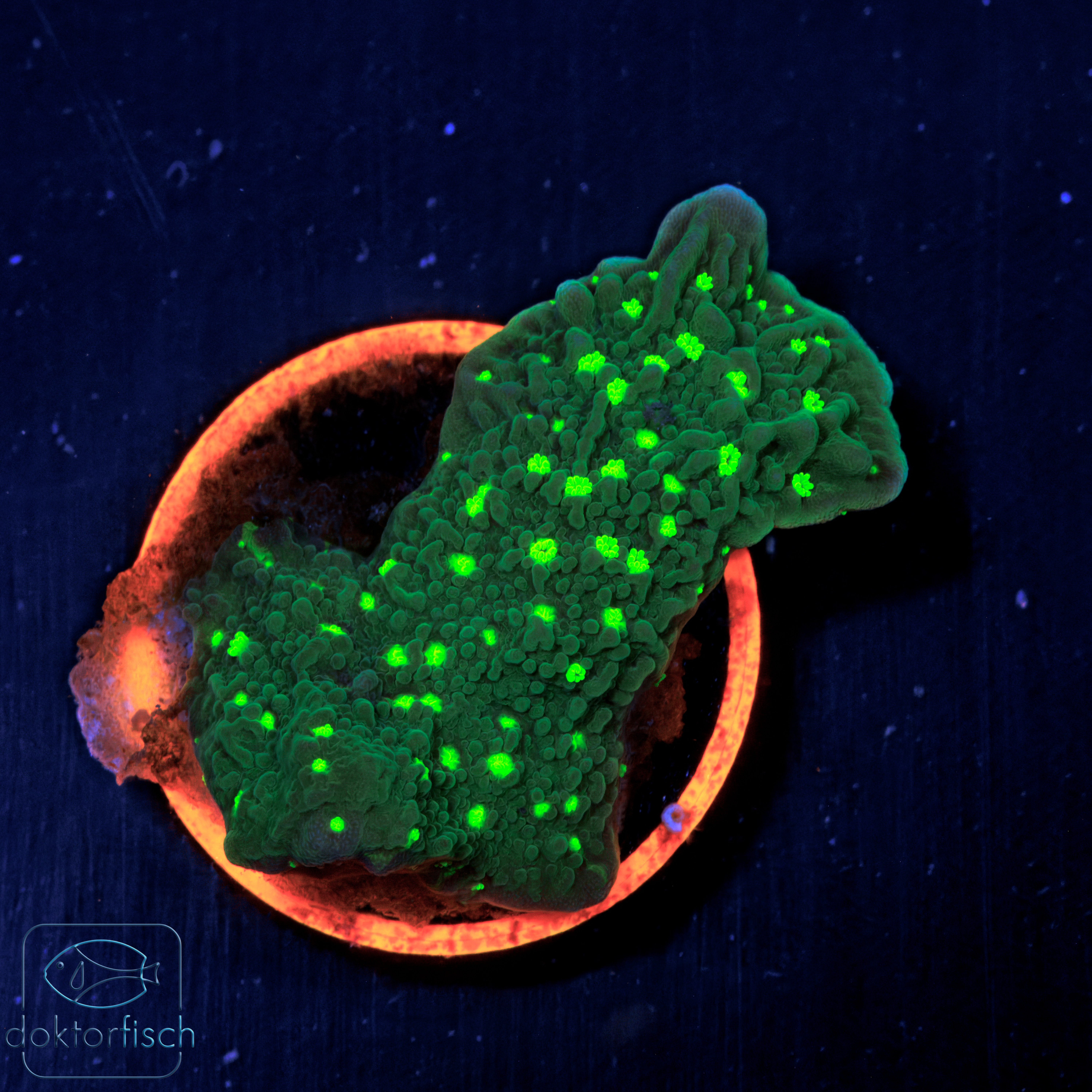 WYSIWYG Montipora Hirsuta – Bild 2