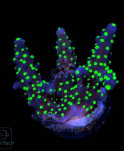 Acropora tricolor