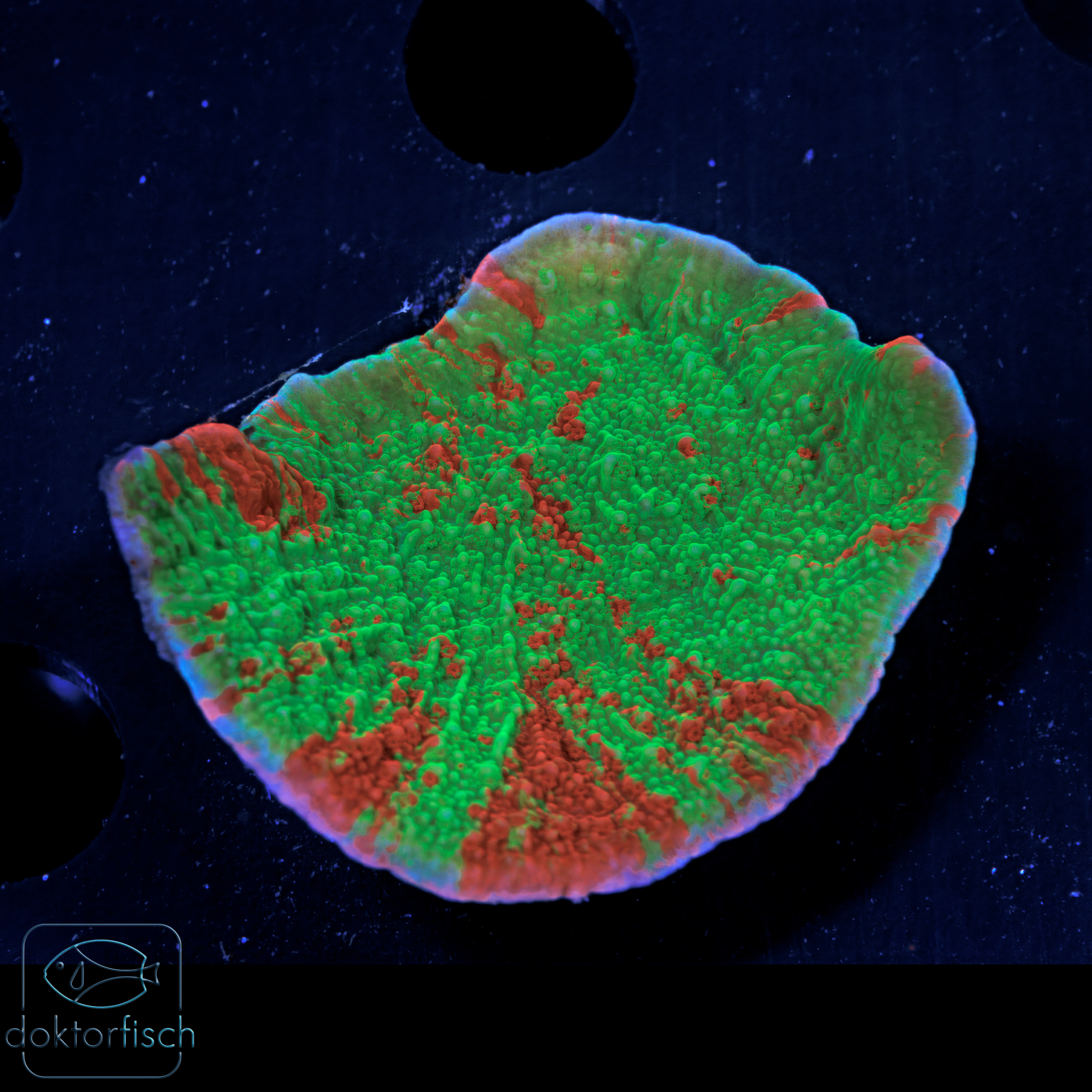WYSIWYG Montipora Foliosa Graftet – Bild 2