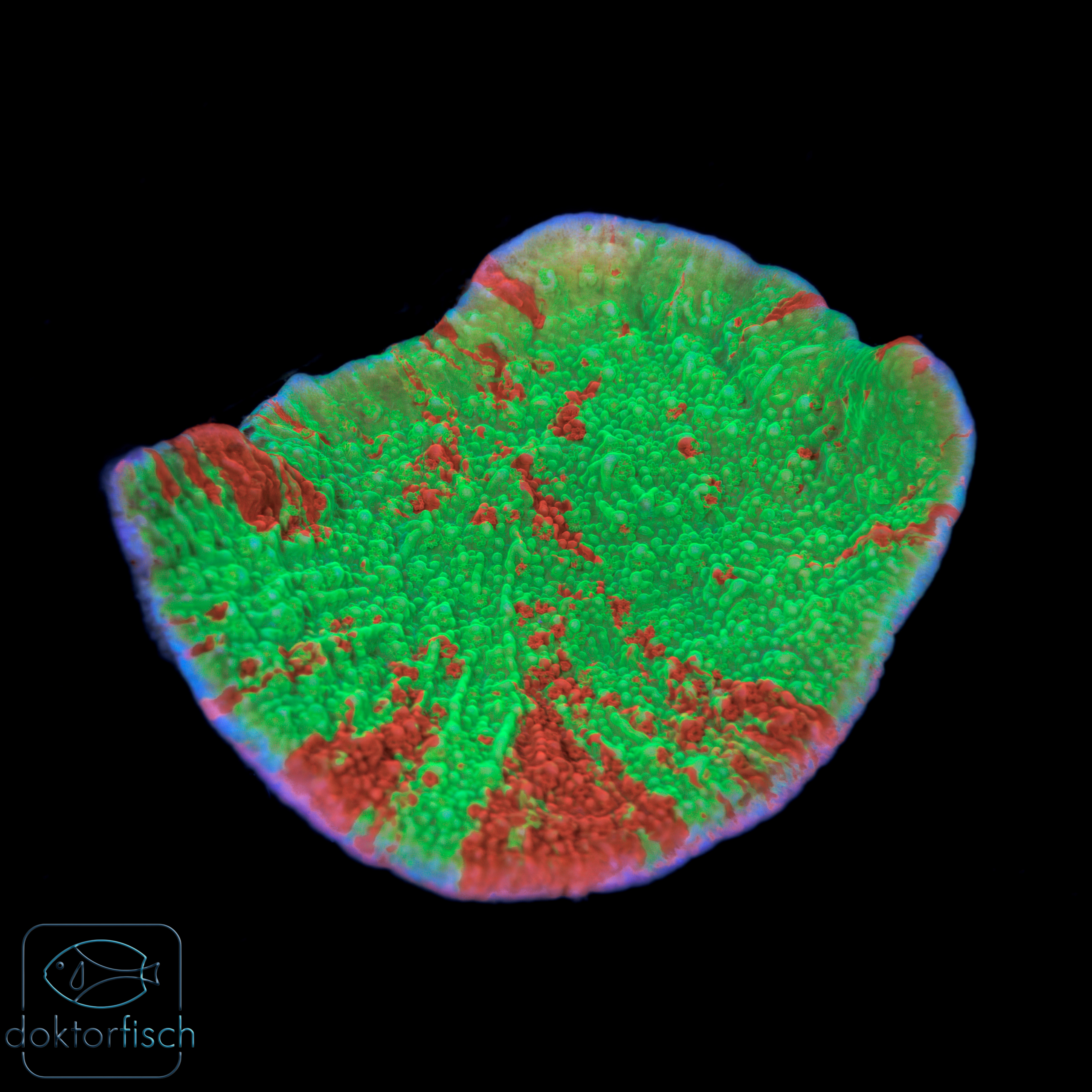 Montipora Foliosa Graftet
