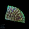 Montipora Crazy T