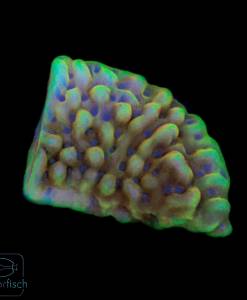 Montipora Crazy T