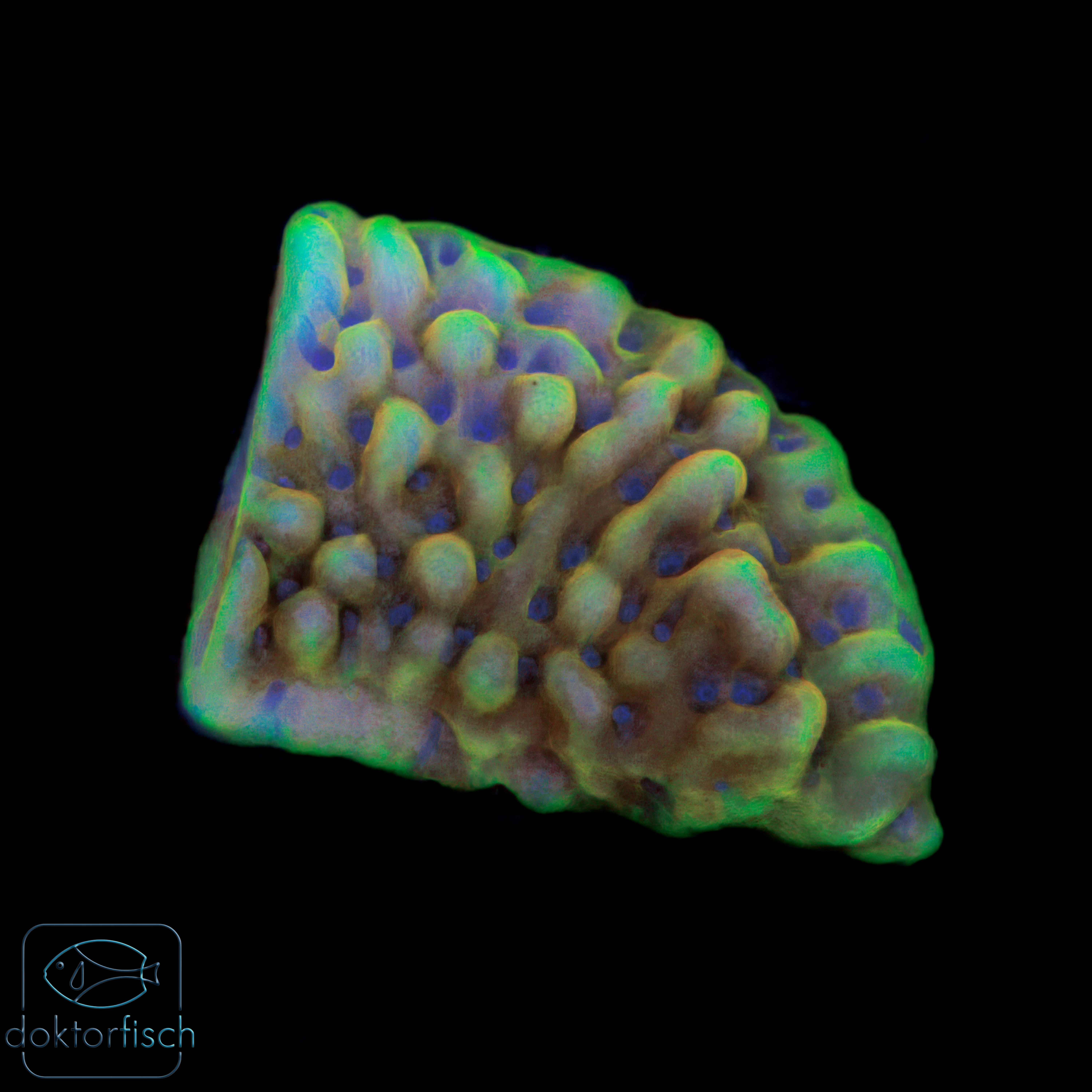 Montipora Crazy T