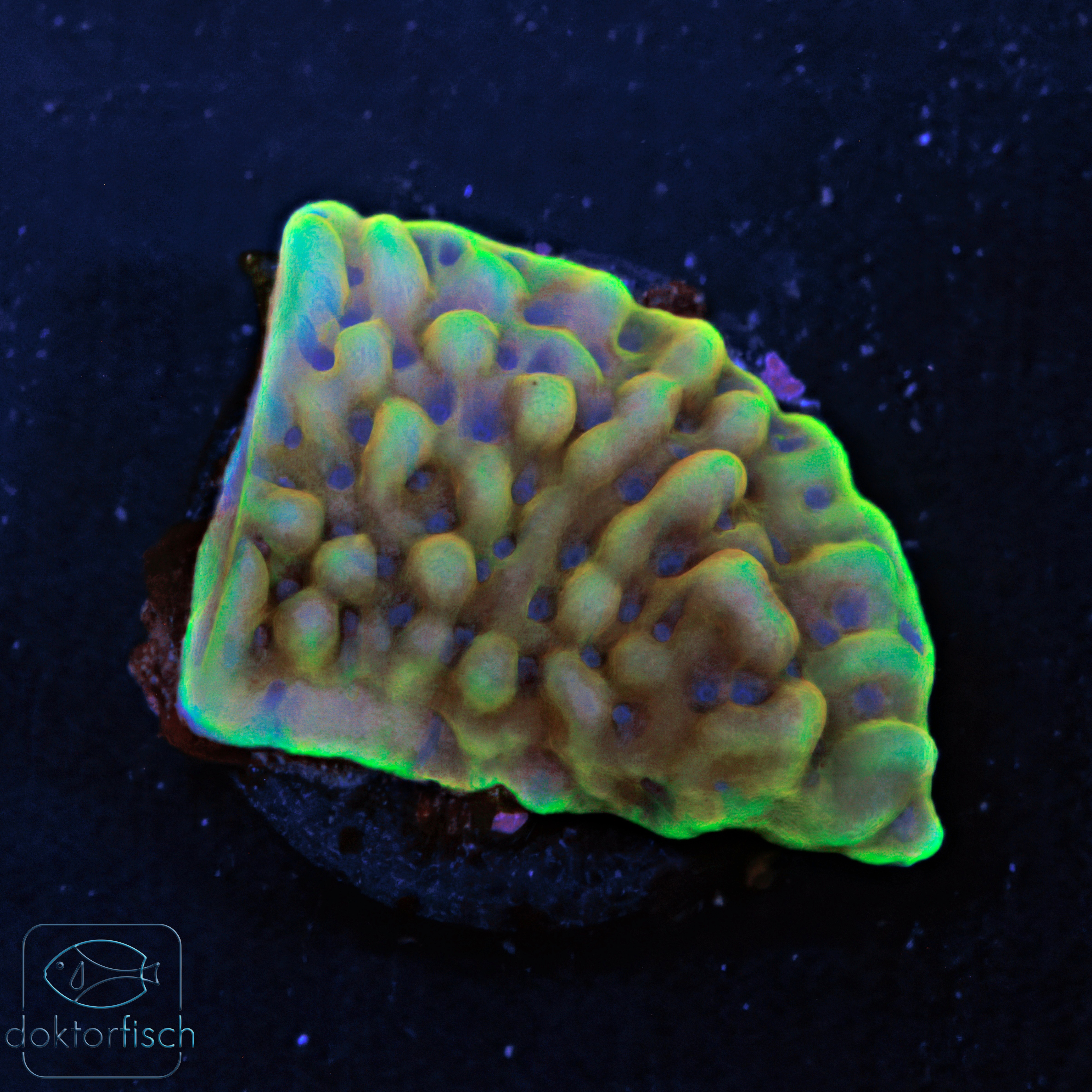 WYSIWYG Montipora Crazy T – Bild 2