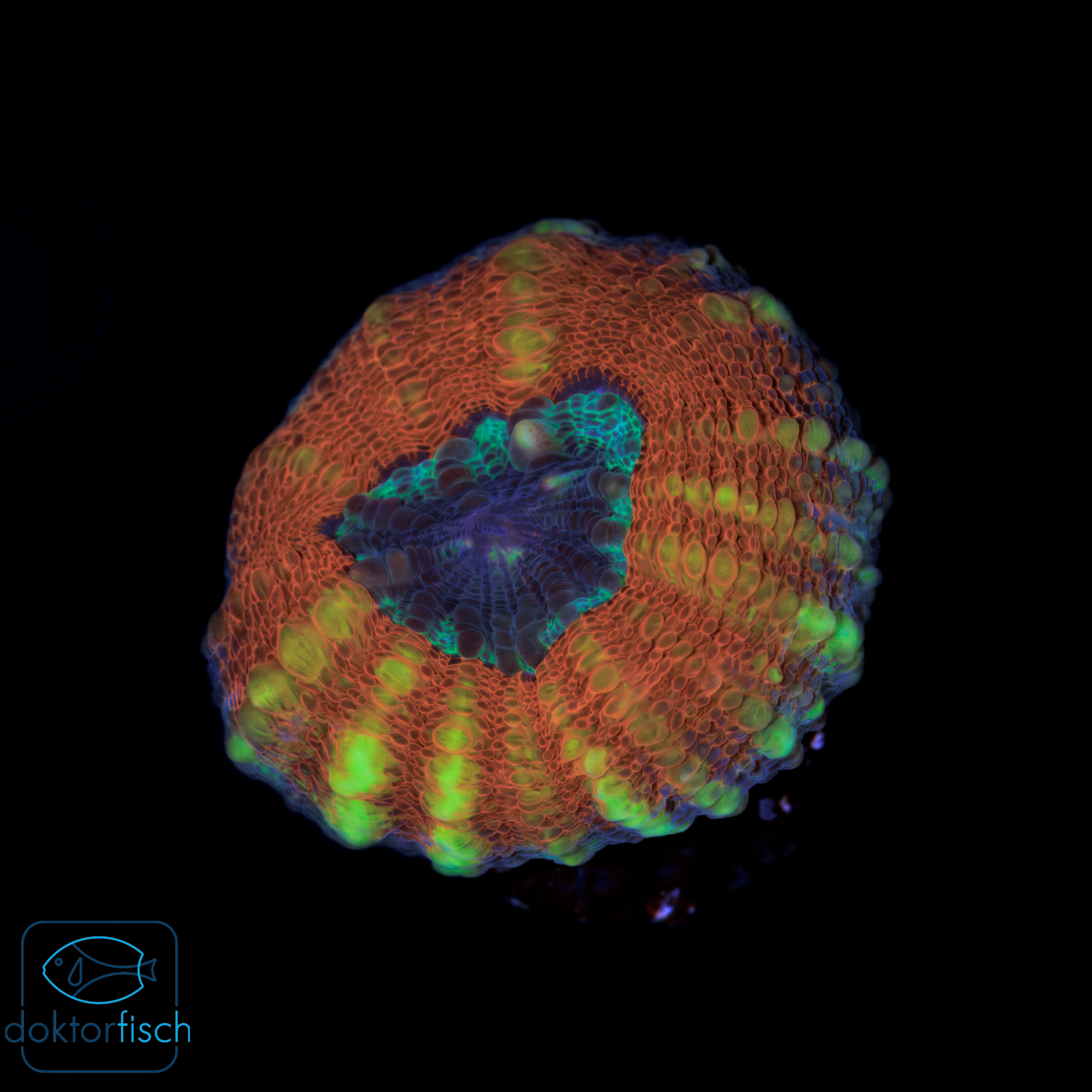 Lobophyllia orange blue center