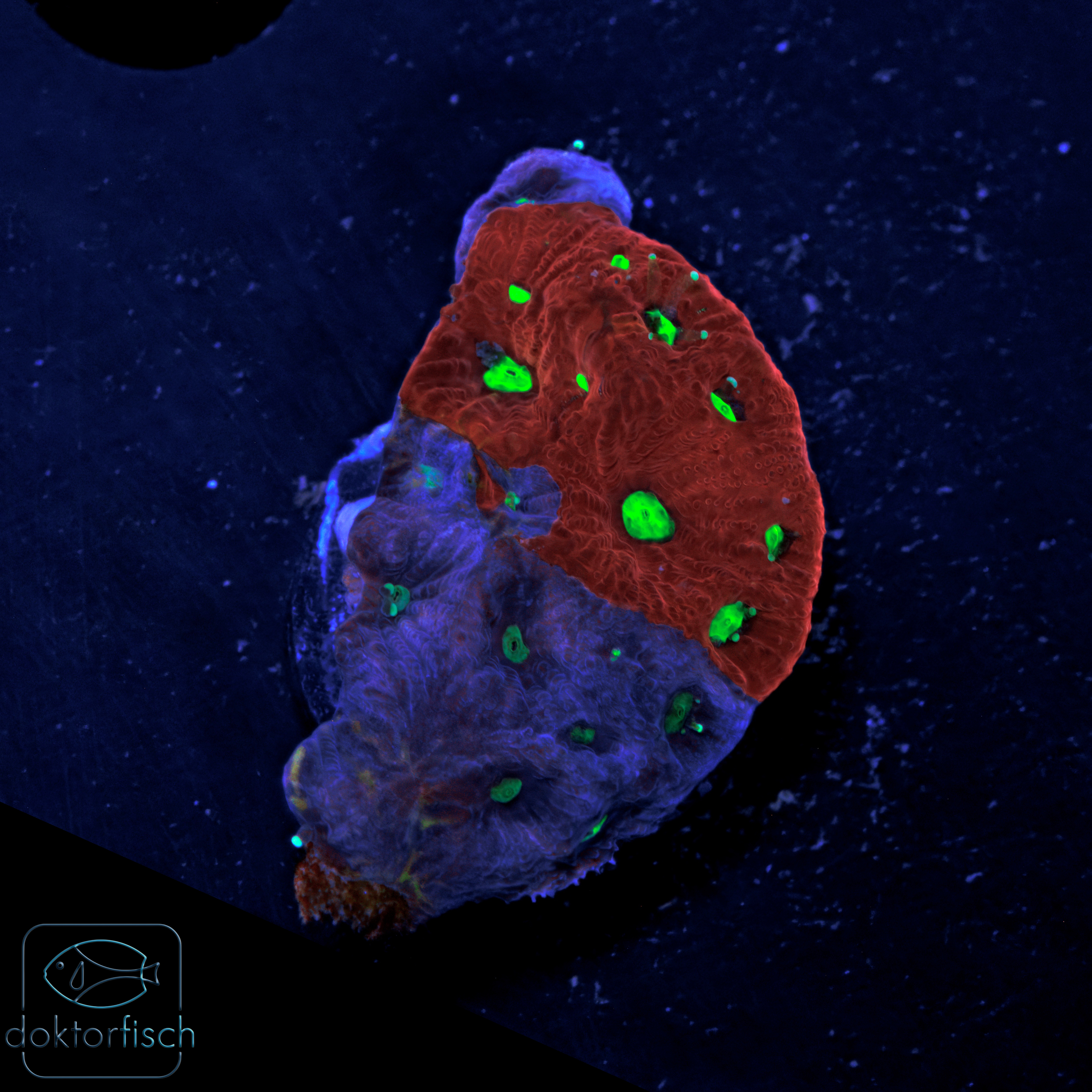 WYSIWYG Favia War Coral – Bild 2