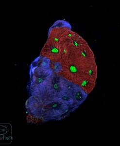 Favia War Coral