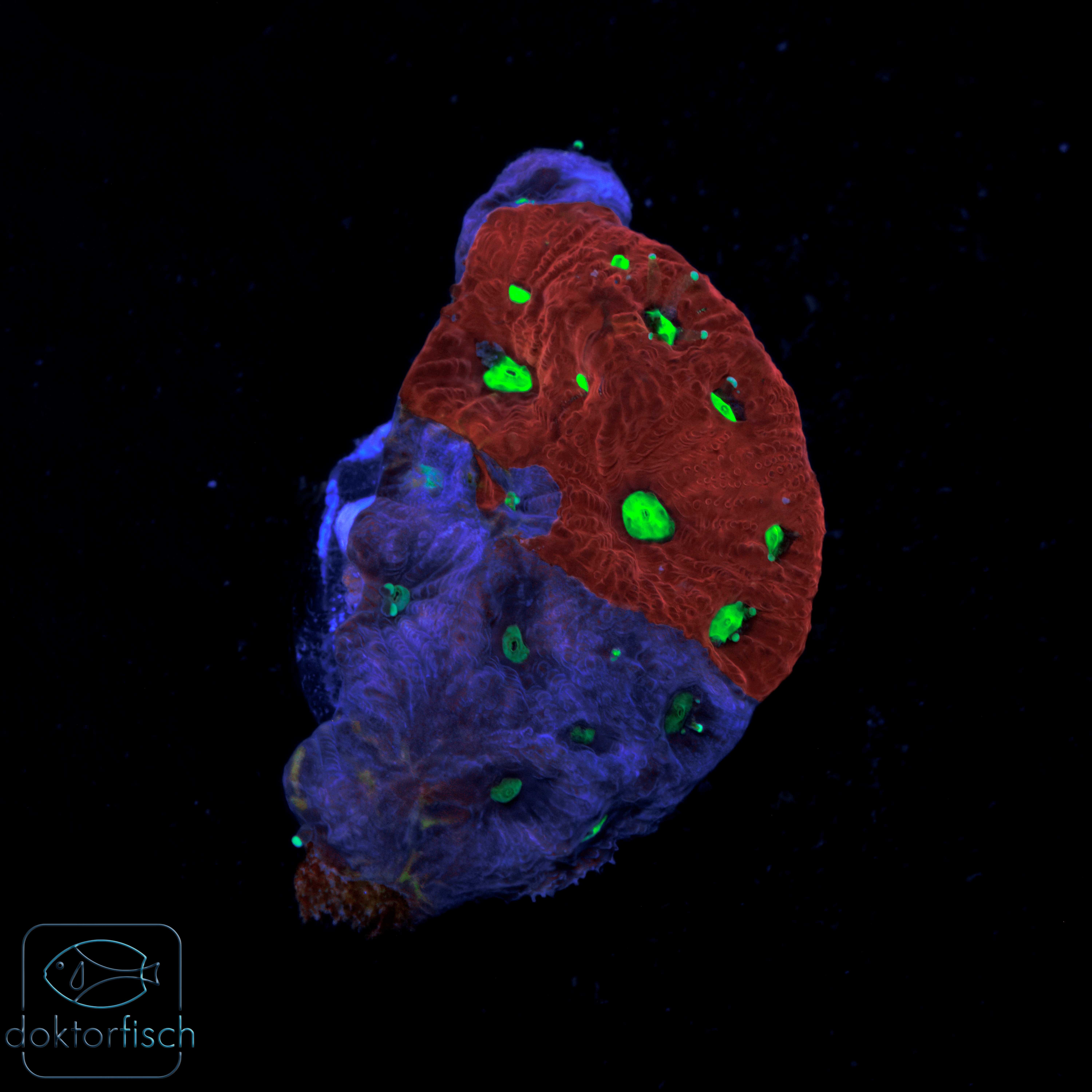 Favia War Coral